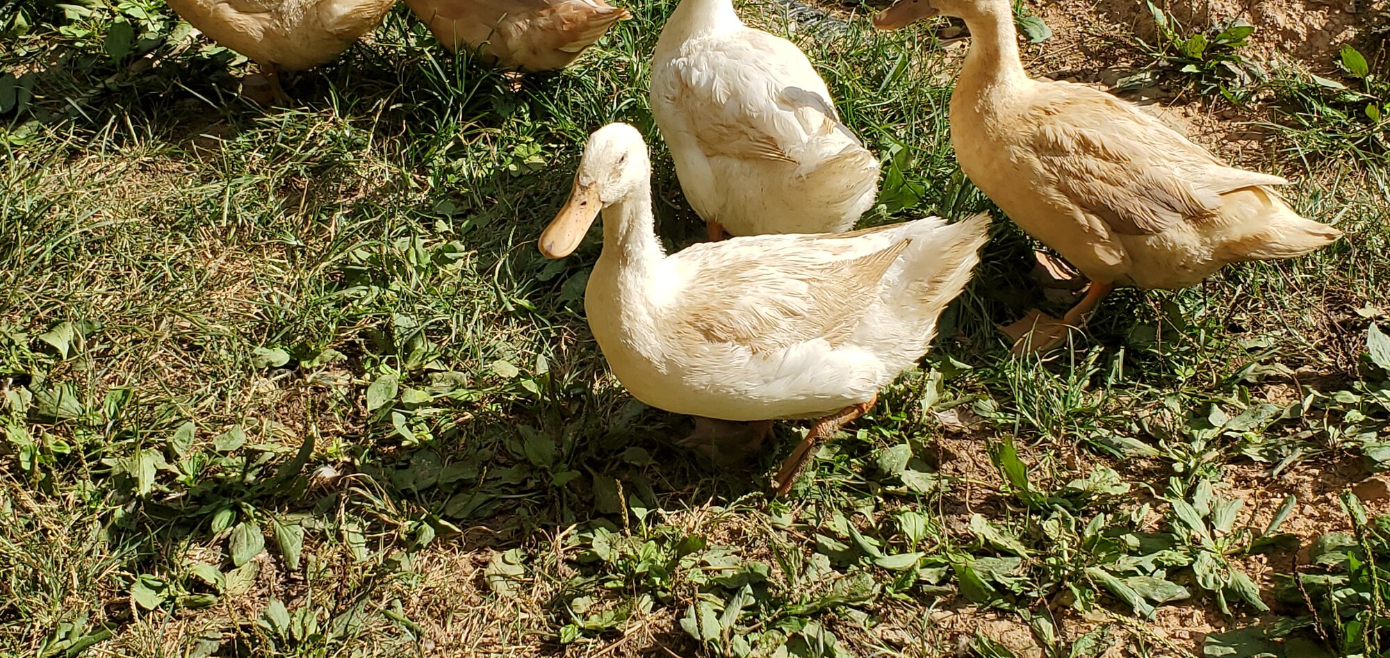 Bazilla Duck molting