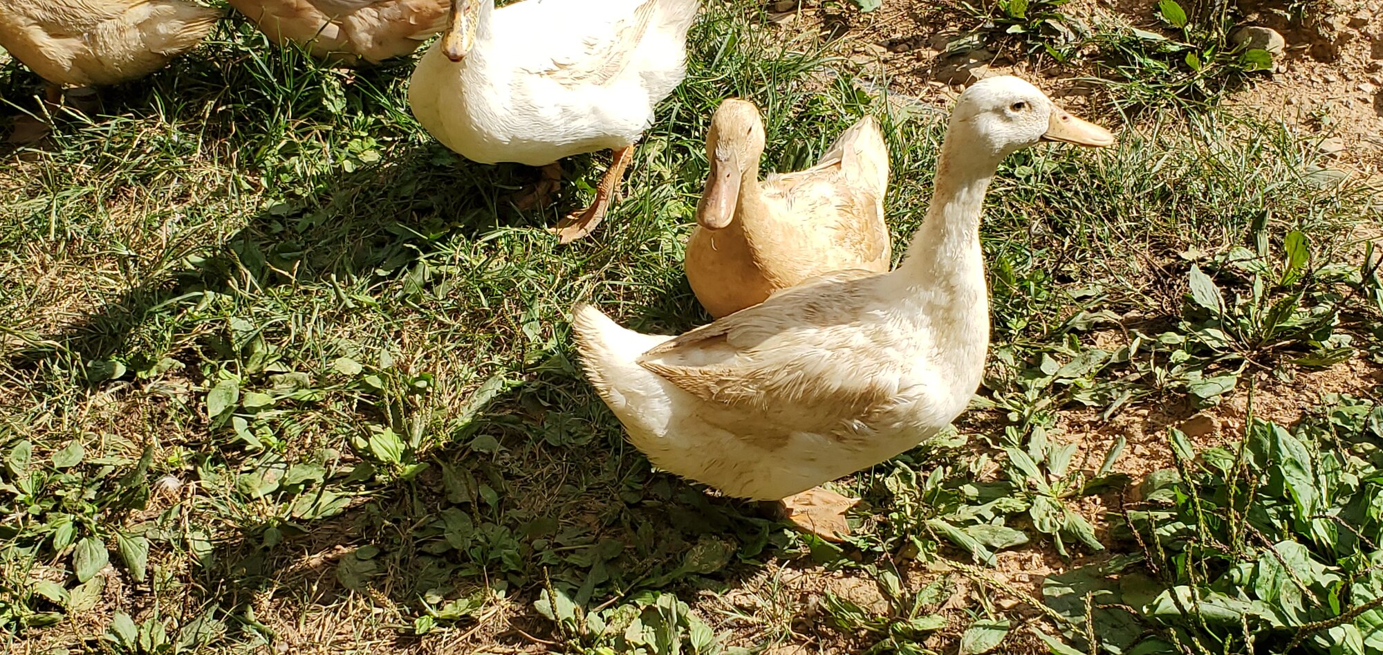Bazilla Duck molting