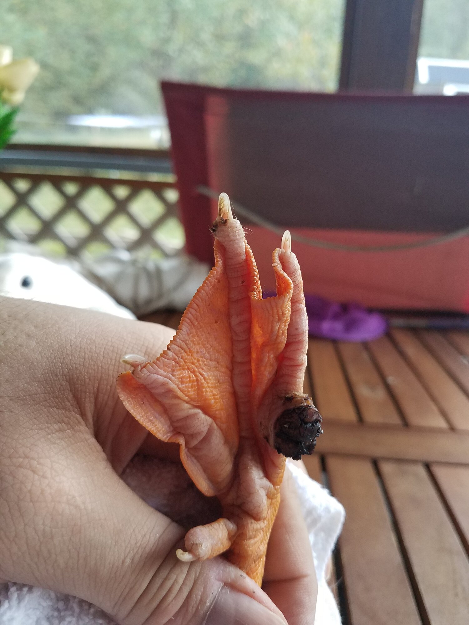 Bazillas Left Foot 2019-09-28