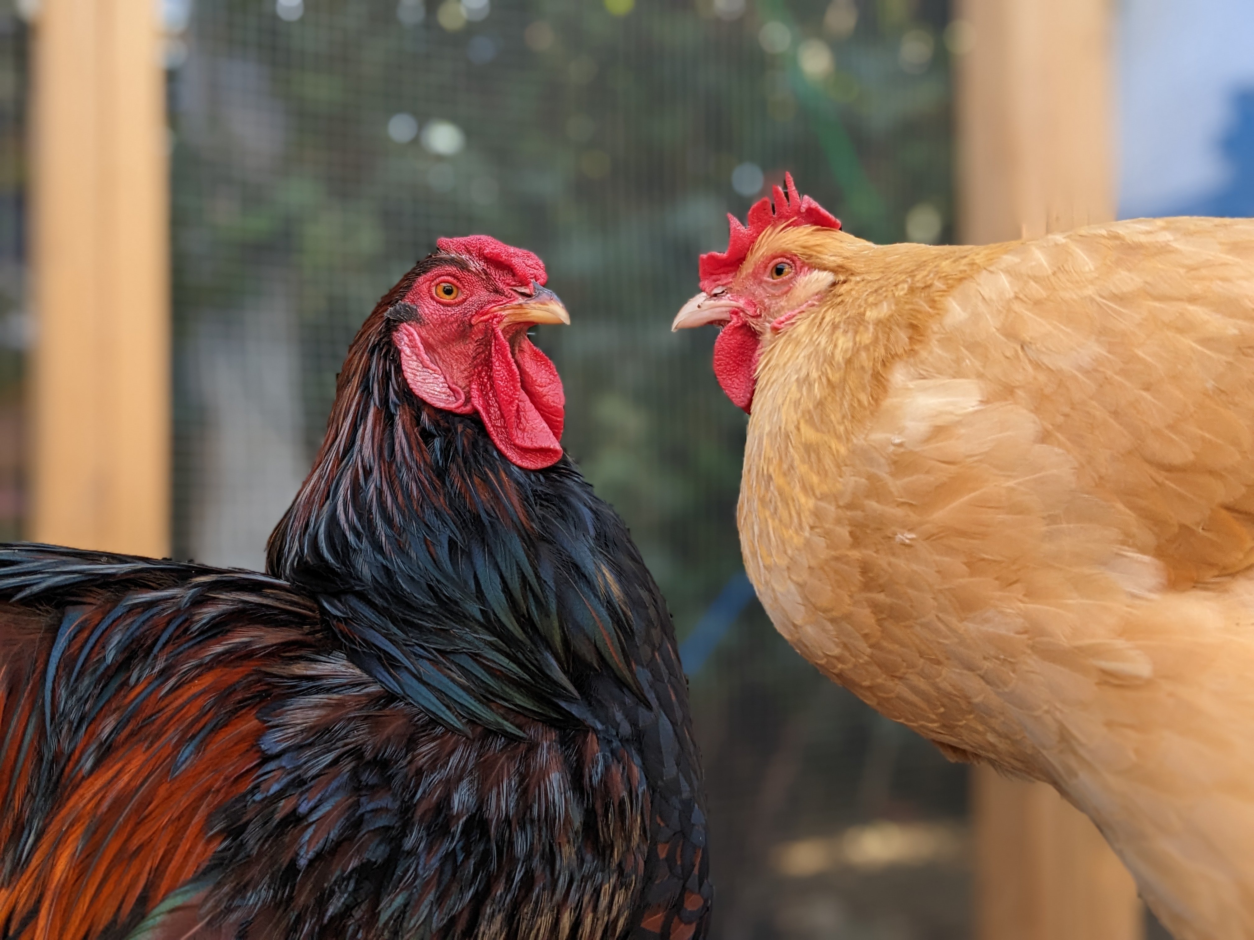 BB and the roosterjpg