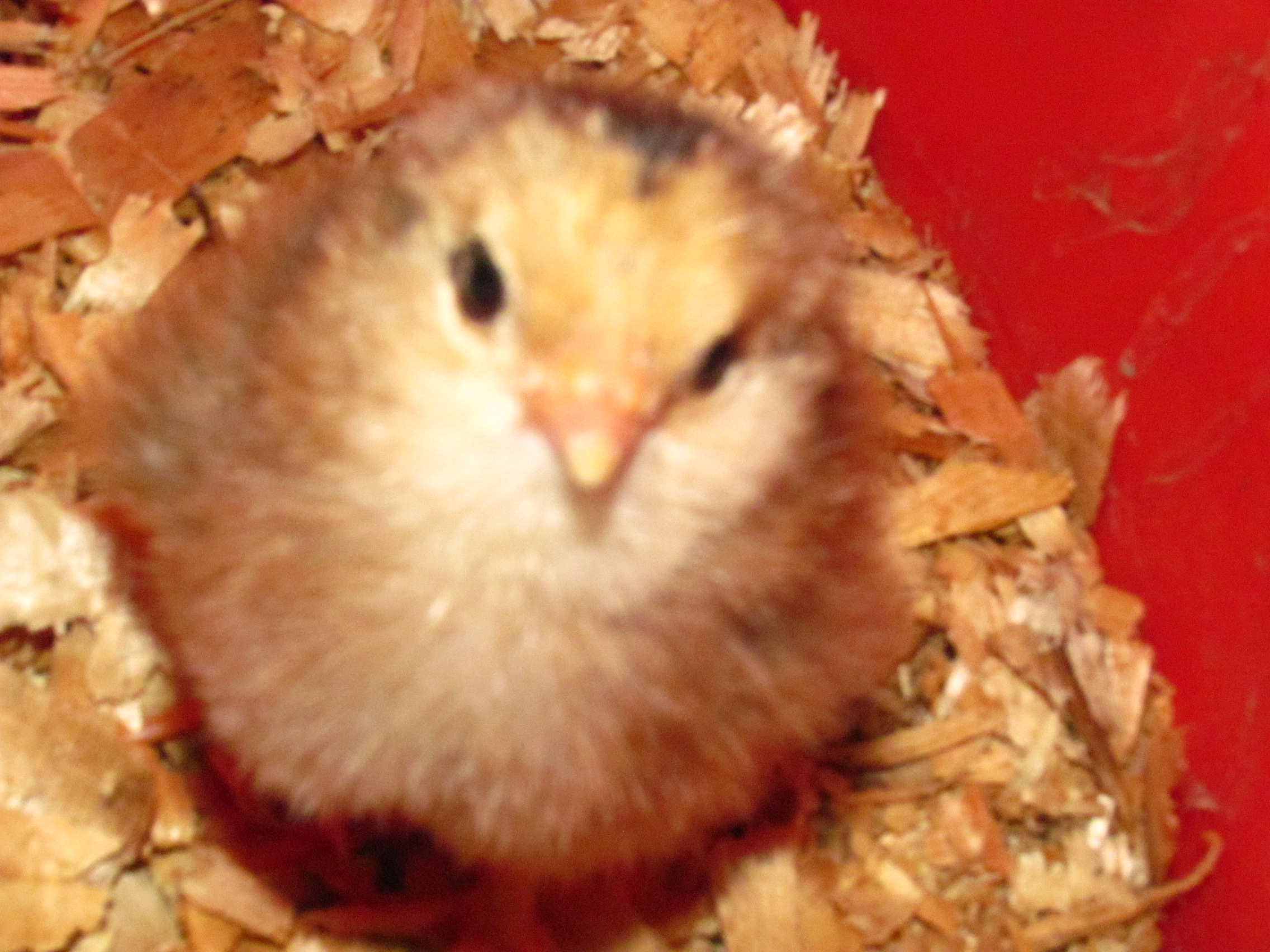 BB - Her Mama is out in the coop - so cool to have hatched our own this time around!