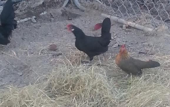 BB Red Bantam Hen