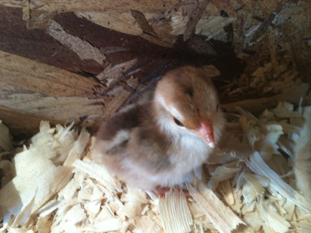 BB Red chick that was left alone when the other chick passed away. She went on to live with Scarlett456 and is now a pampered queen named Gracie!