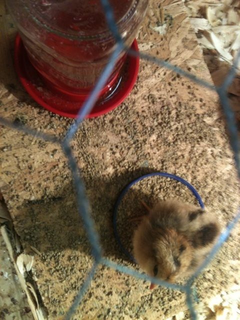 BB Red chick.