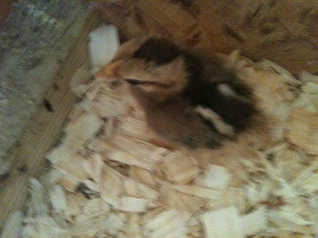 BB Red chick.