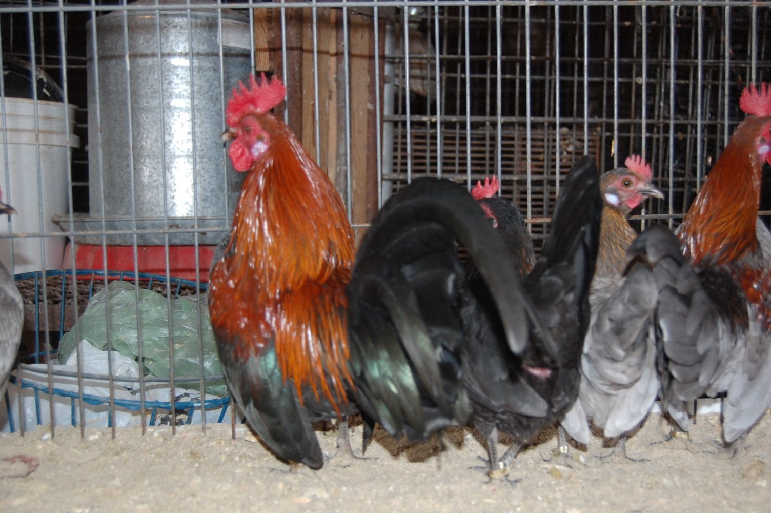 Bb red-rosecomb cross
blue red cross
pullets and cockerels