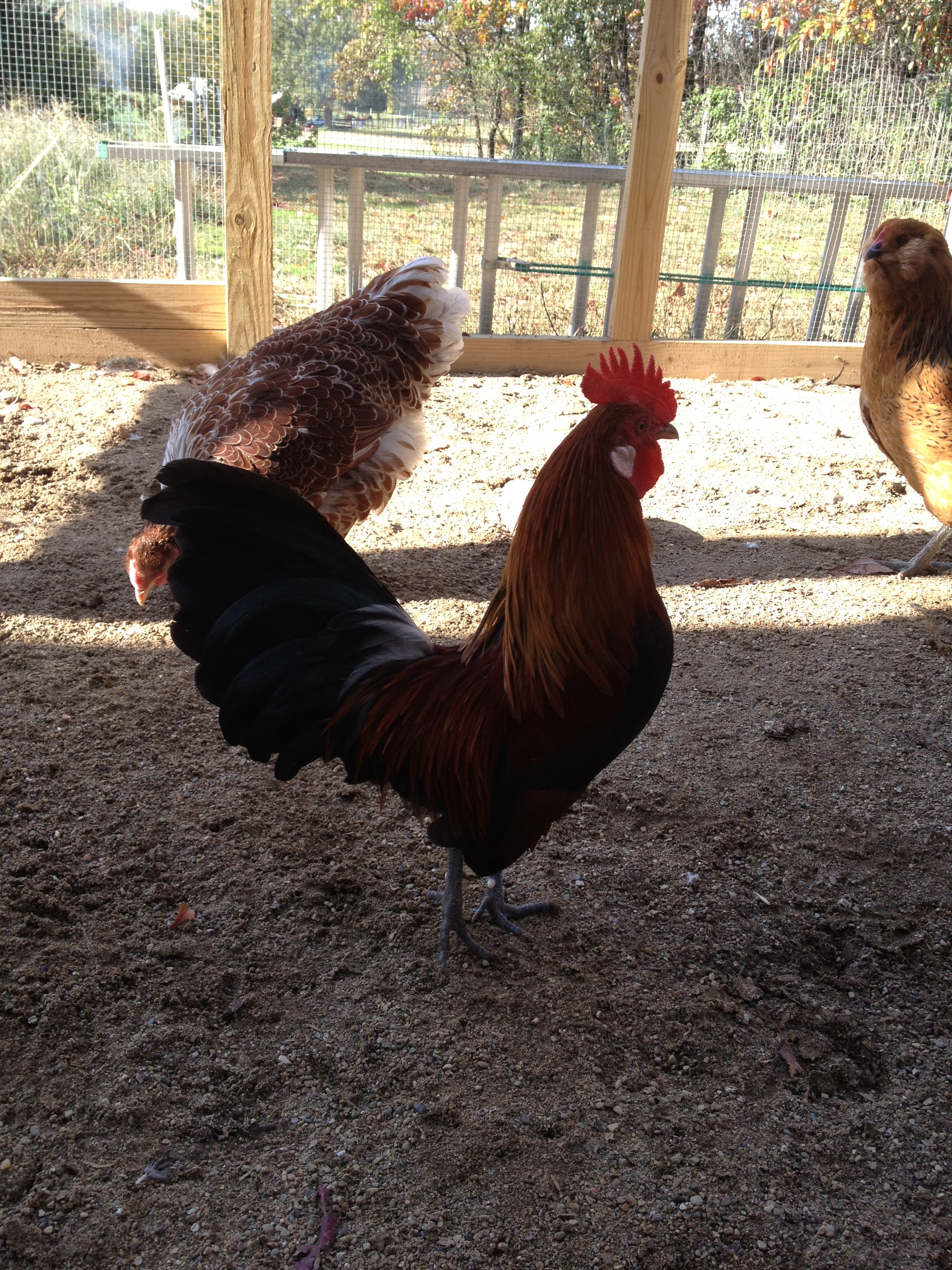 BB showing off for the ladies. He is a great "dancer". :)