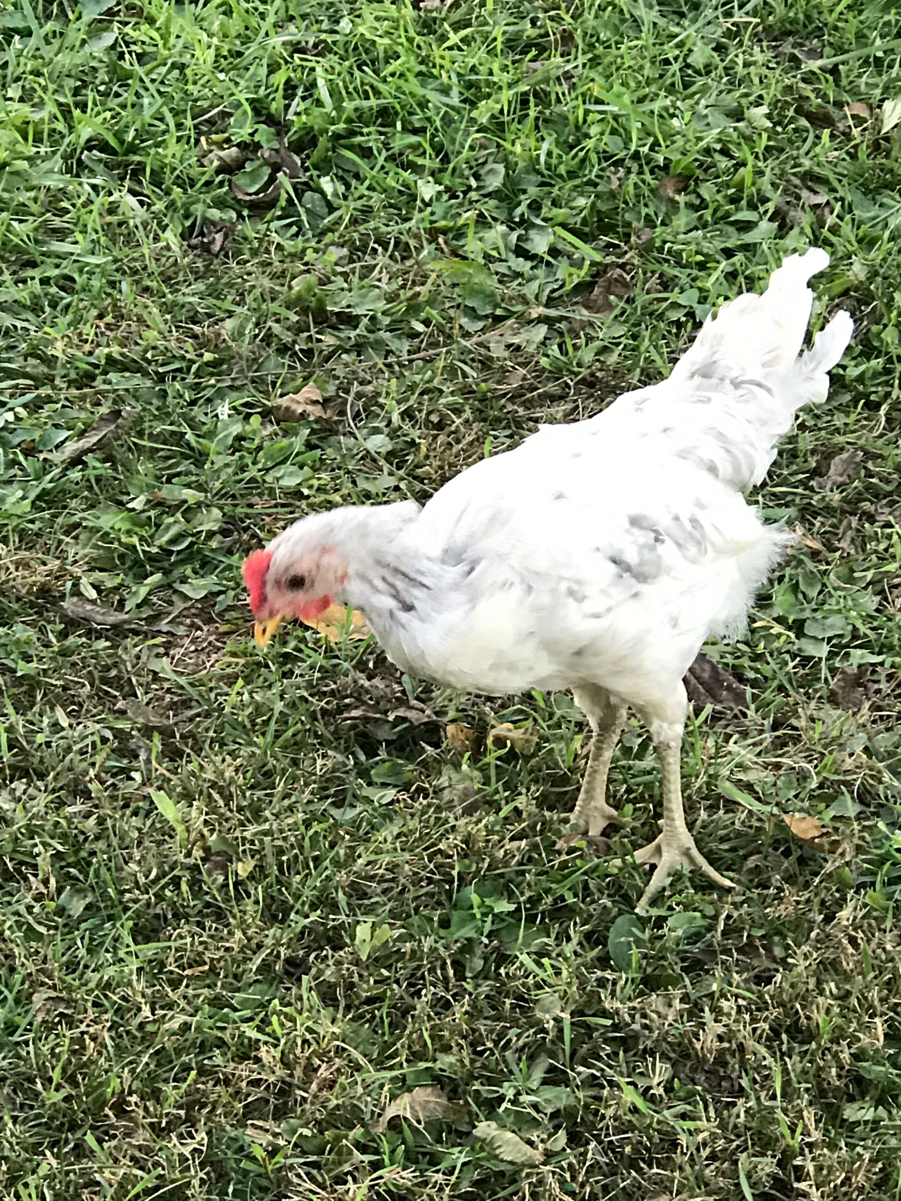 " BB " when BB first joined us he/she had no neck feathers and was sooo tiny and flighty and I dubbed him the Beatup Baby..... and now just BB :)