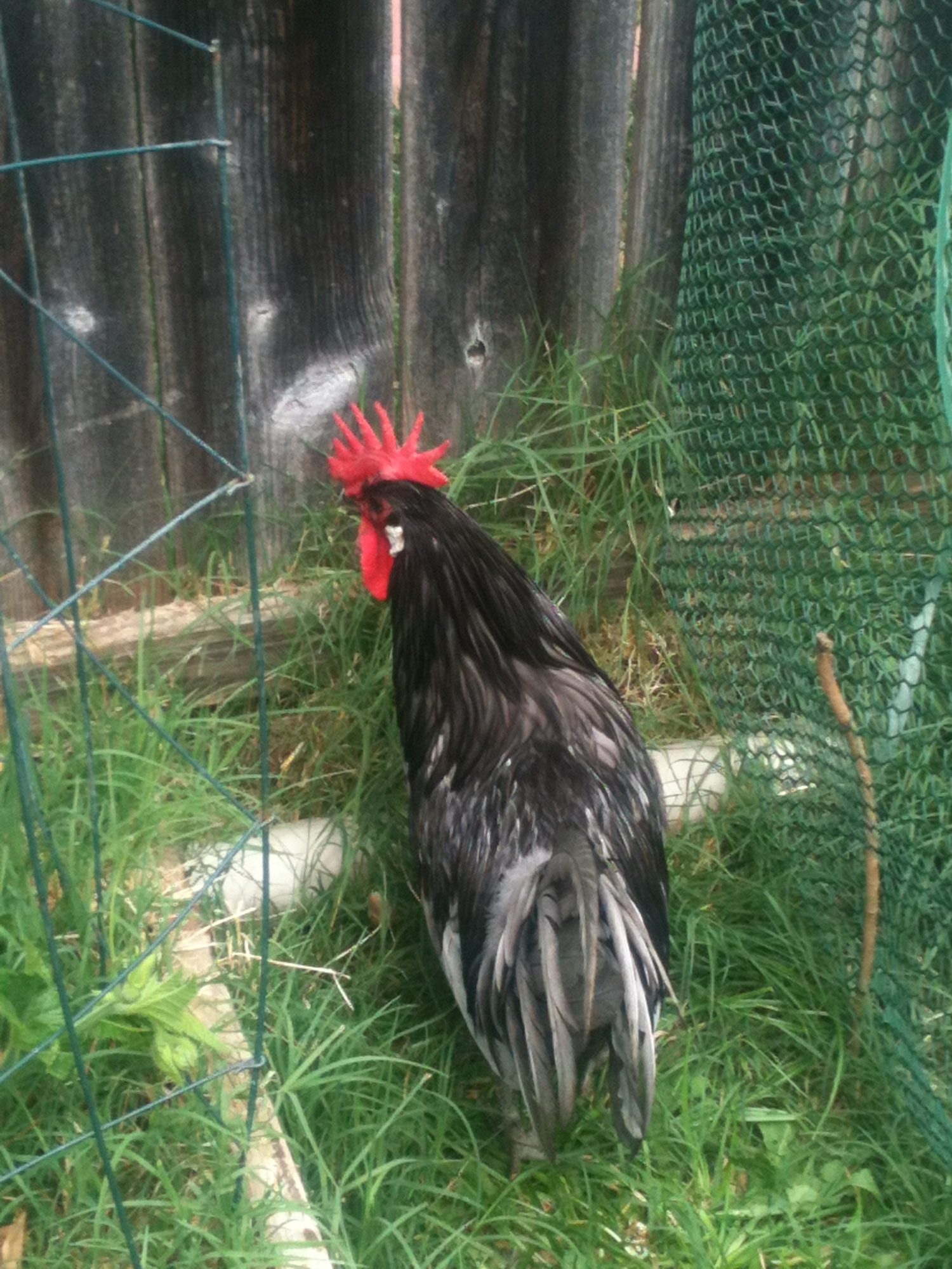 BBQ (He was an Andalusian ... I think)