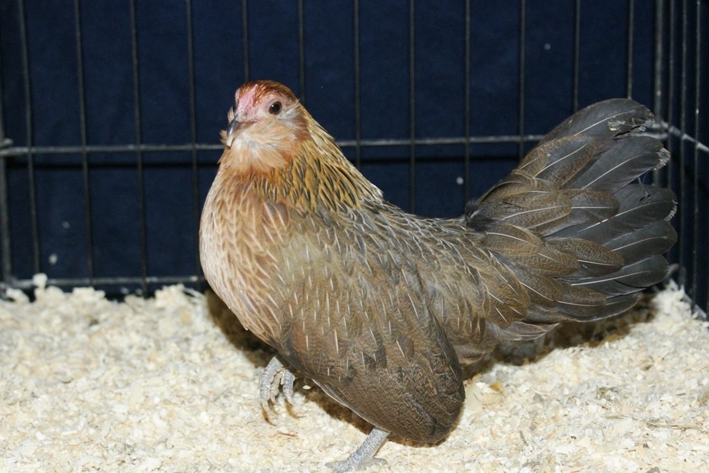 BBR D'anver pullet