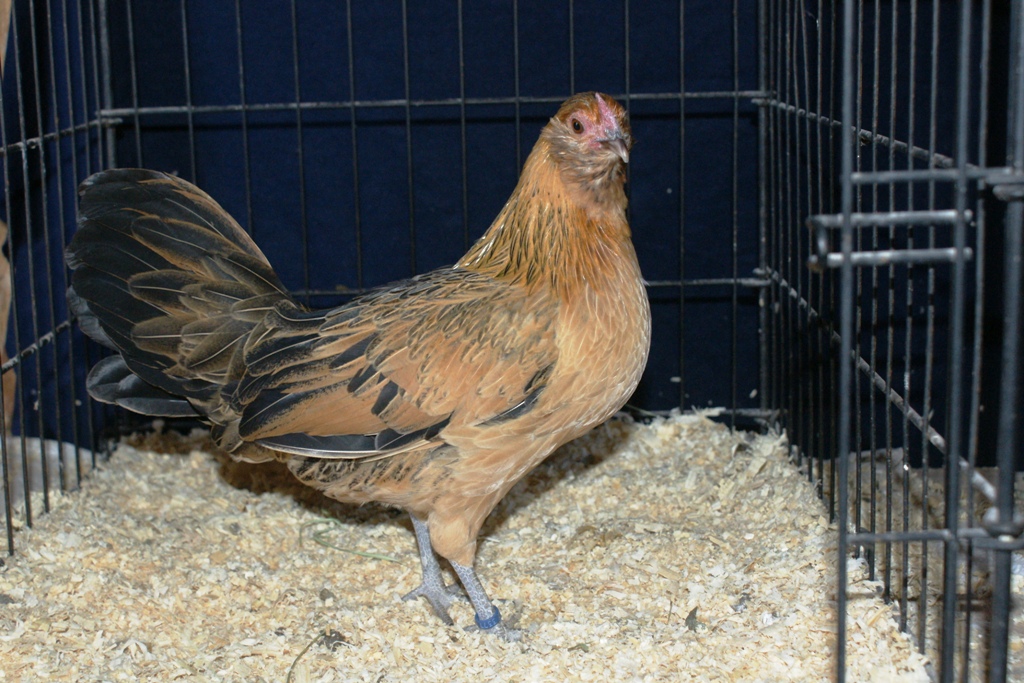 bbr d'anver pullet