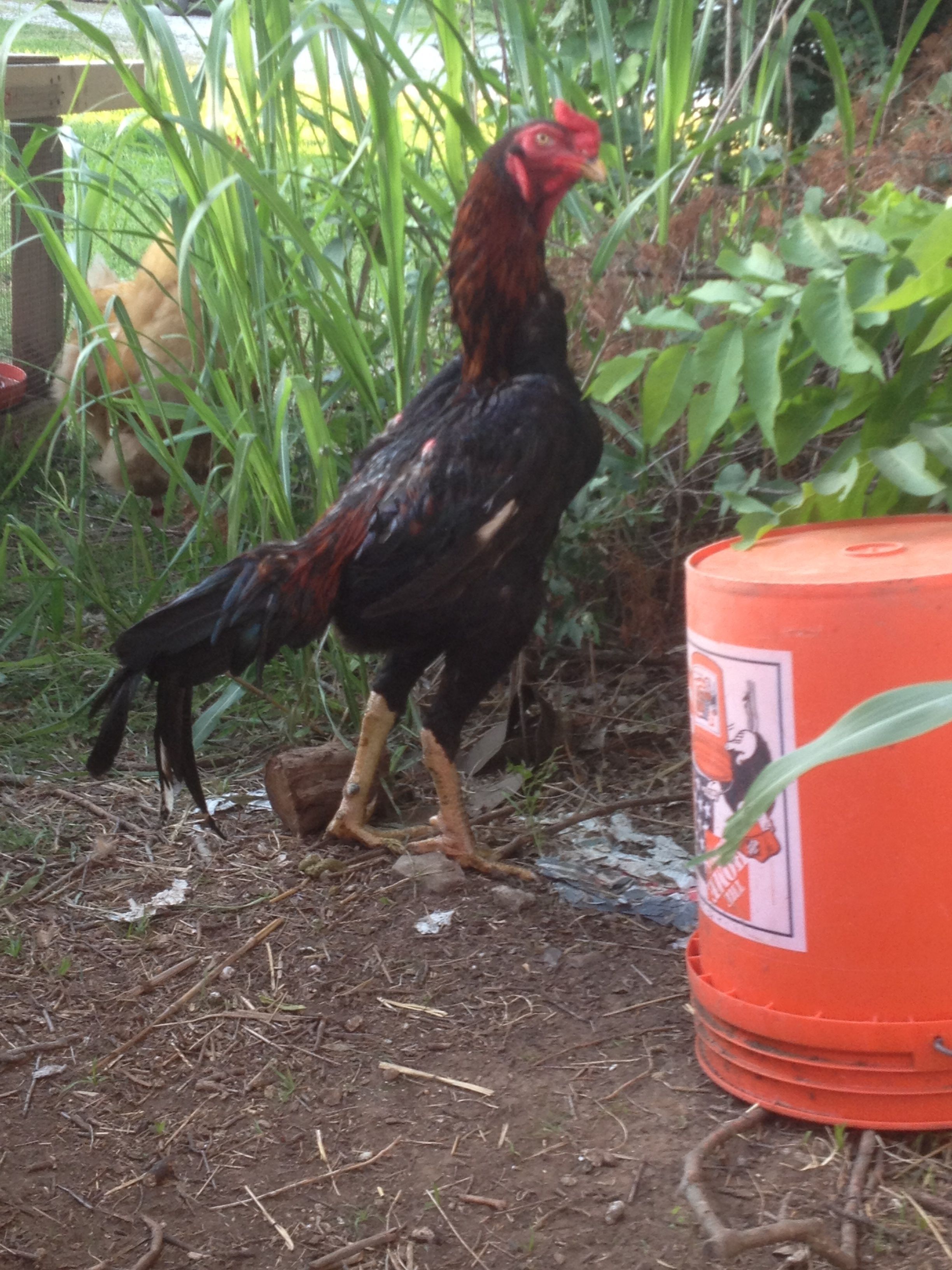 BBR O Shamo stag 1 year old.