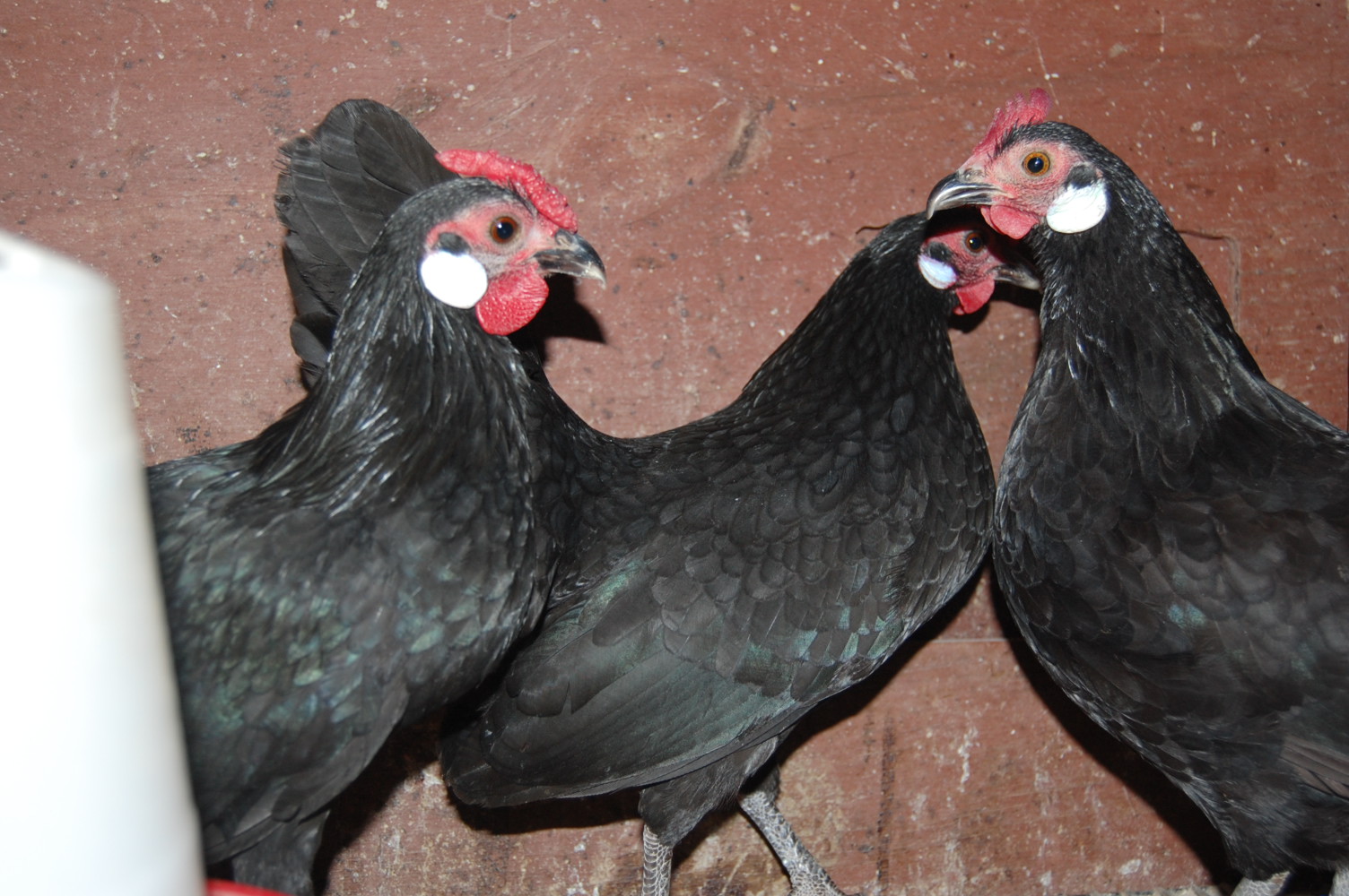 bbr/rosecomb cross
hen, pullet, cockerel