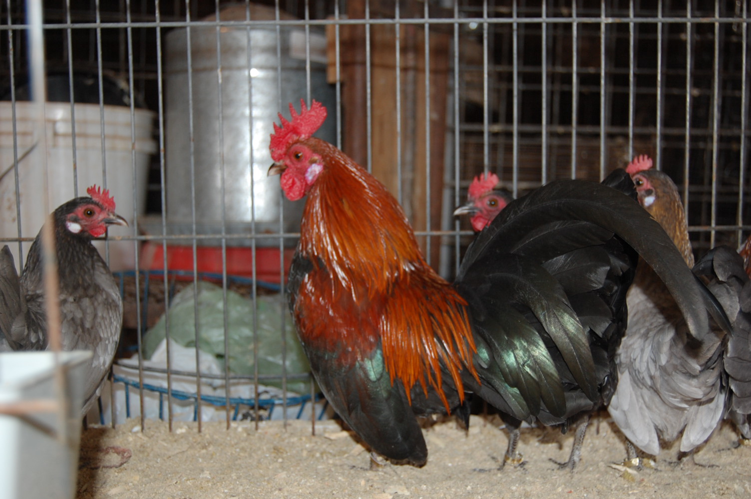 bbred-rosecomb cross
pullets and cockerels
