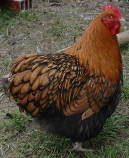 BBS Gold Laced Orpington