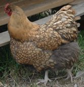 BBS Gold Laced Orpington