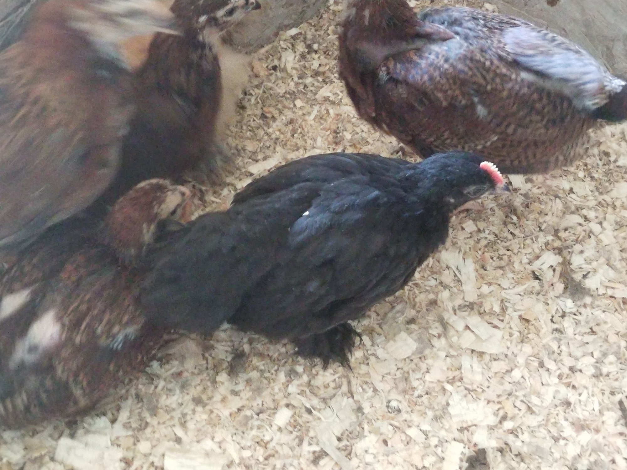 BC Bantam Chick