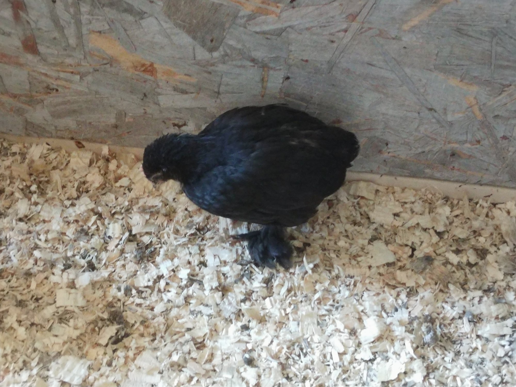 BC Bantam Pullet