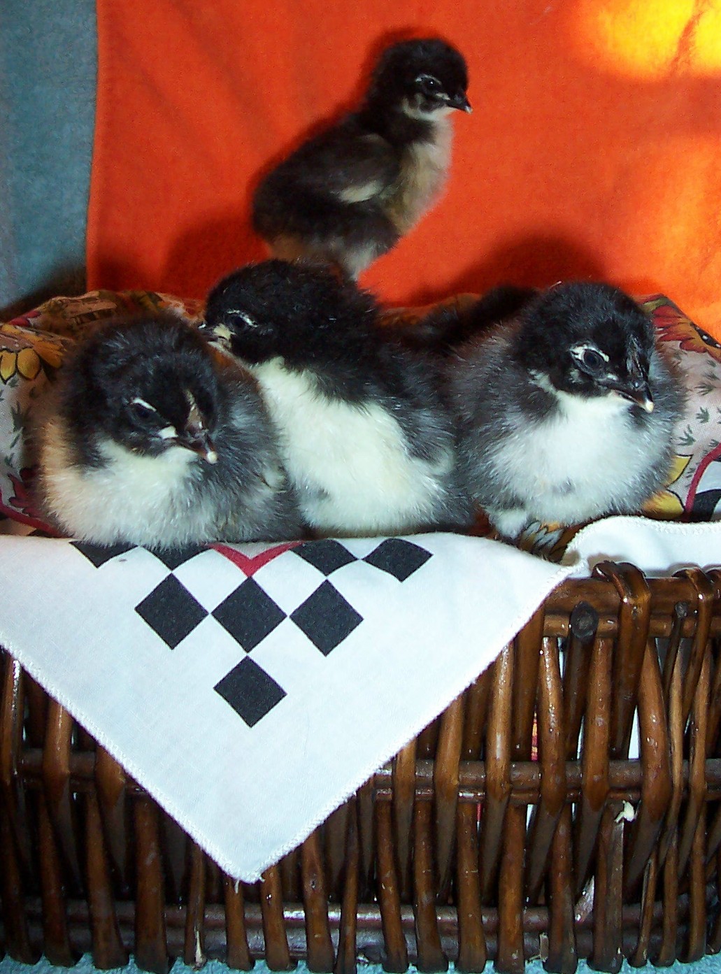BCM babies these look like penguins lol. They are presley x jean. The girls are super dark layers and none of them get white in their feathers when they get older like some other lines do. I've had this particular line for 6 + generations now.