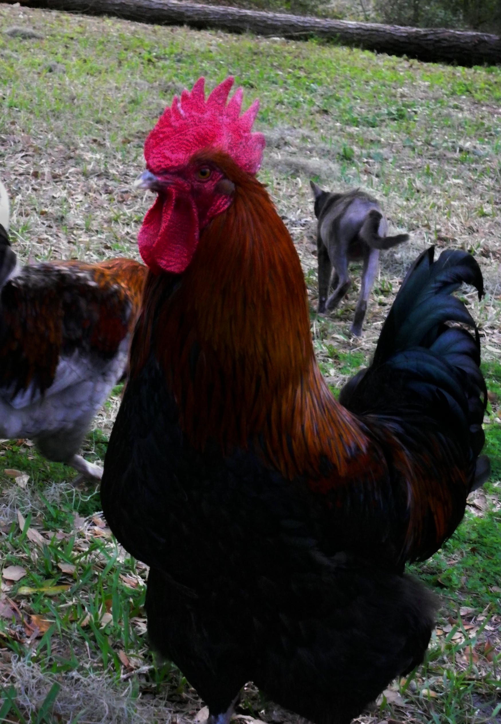 BCM cockeral. He just pecked that poor stray cat!  He is looking really proud of himself LOL!