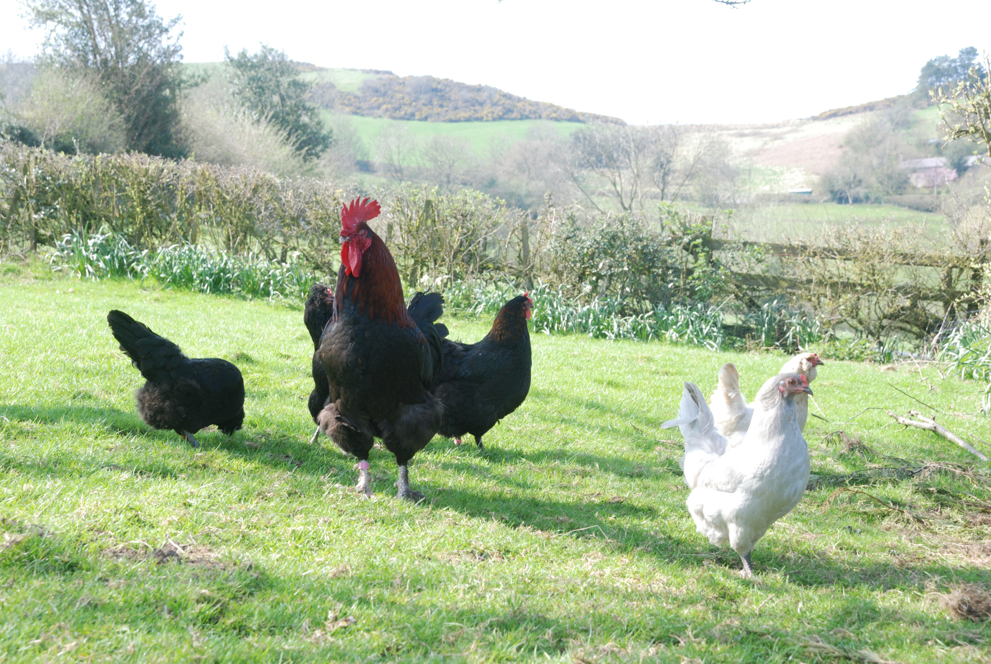 BCM Cockerel (Marcel) with various hens