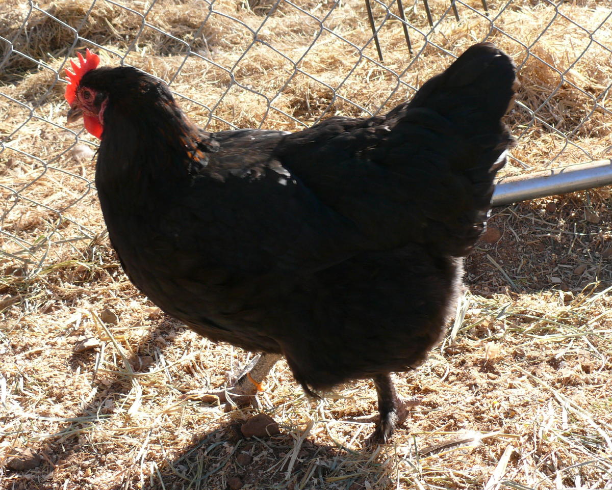 BCM hen #1 dark egg layer too