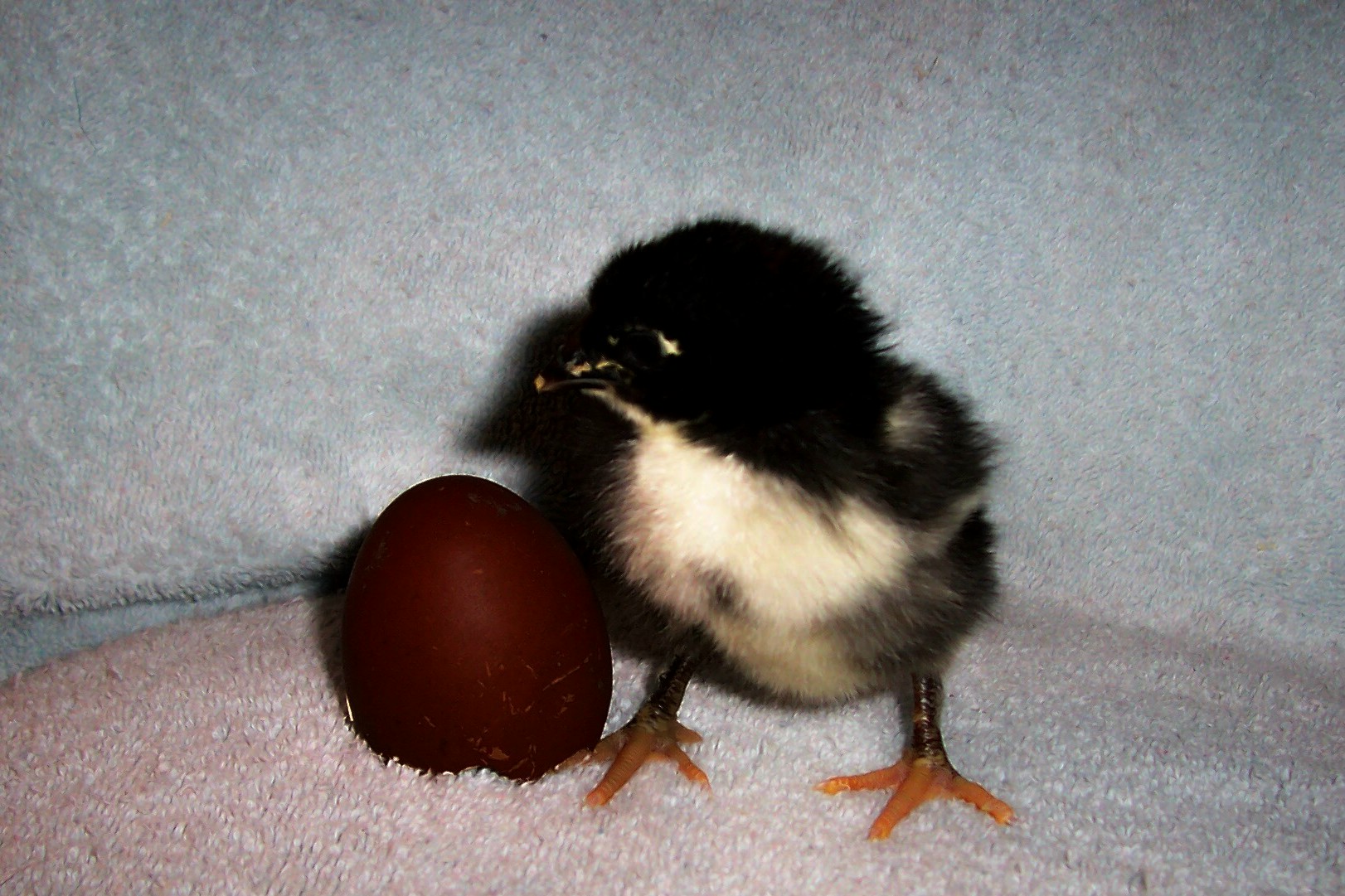 BCM roo from a dark egg showing scant leg feathering