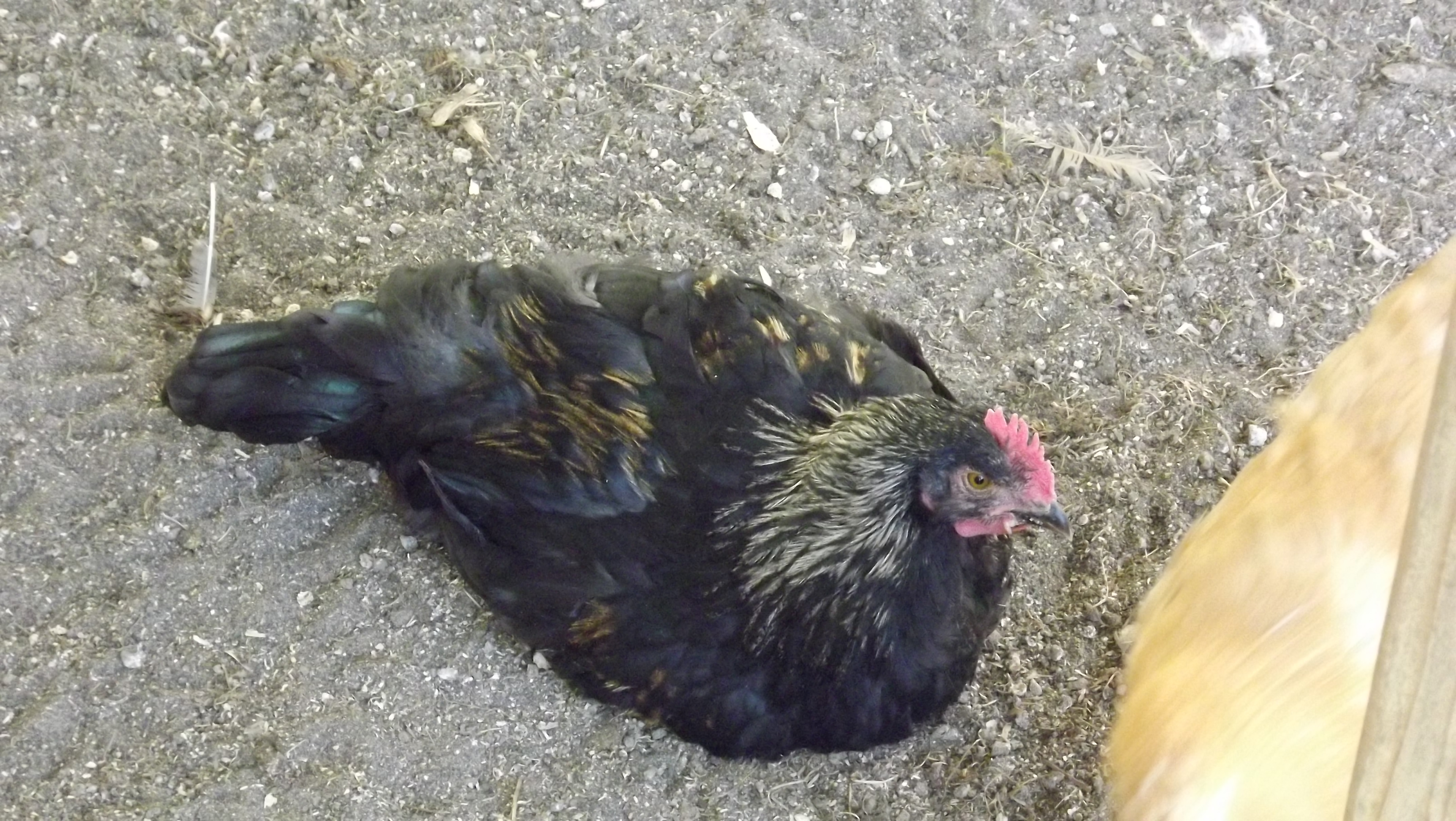 BCM Rooster.. looks to have some birchen in him.