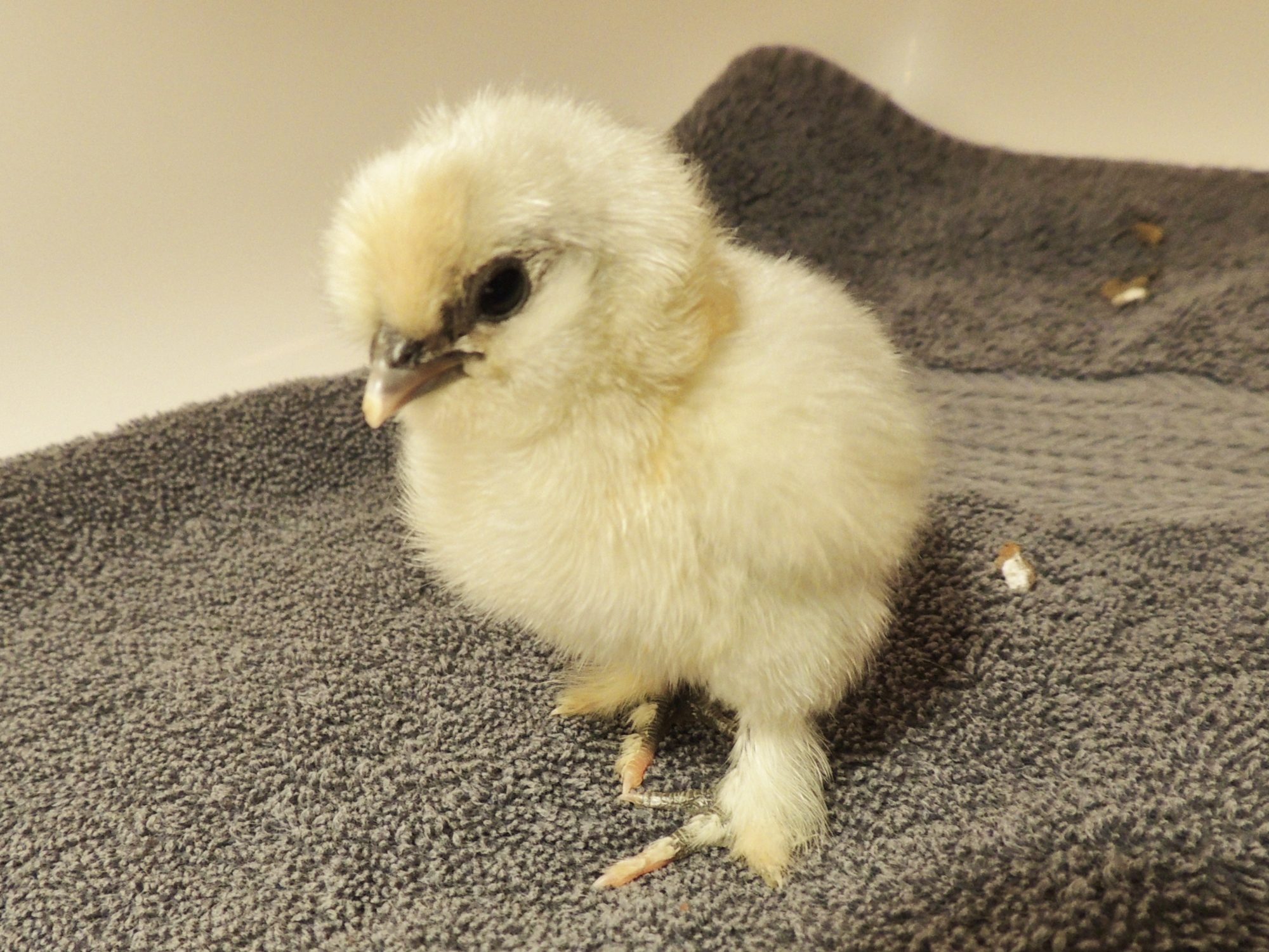 BCM/Sizzle mix 4/5/13