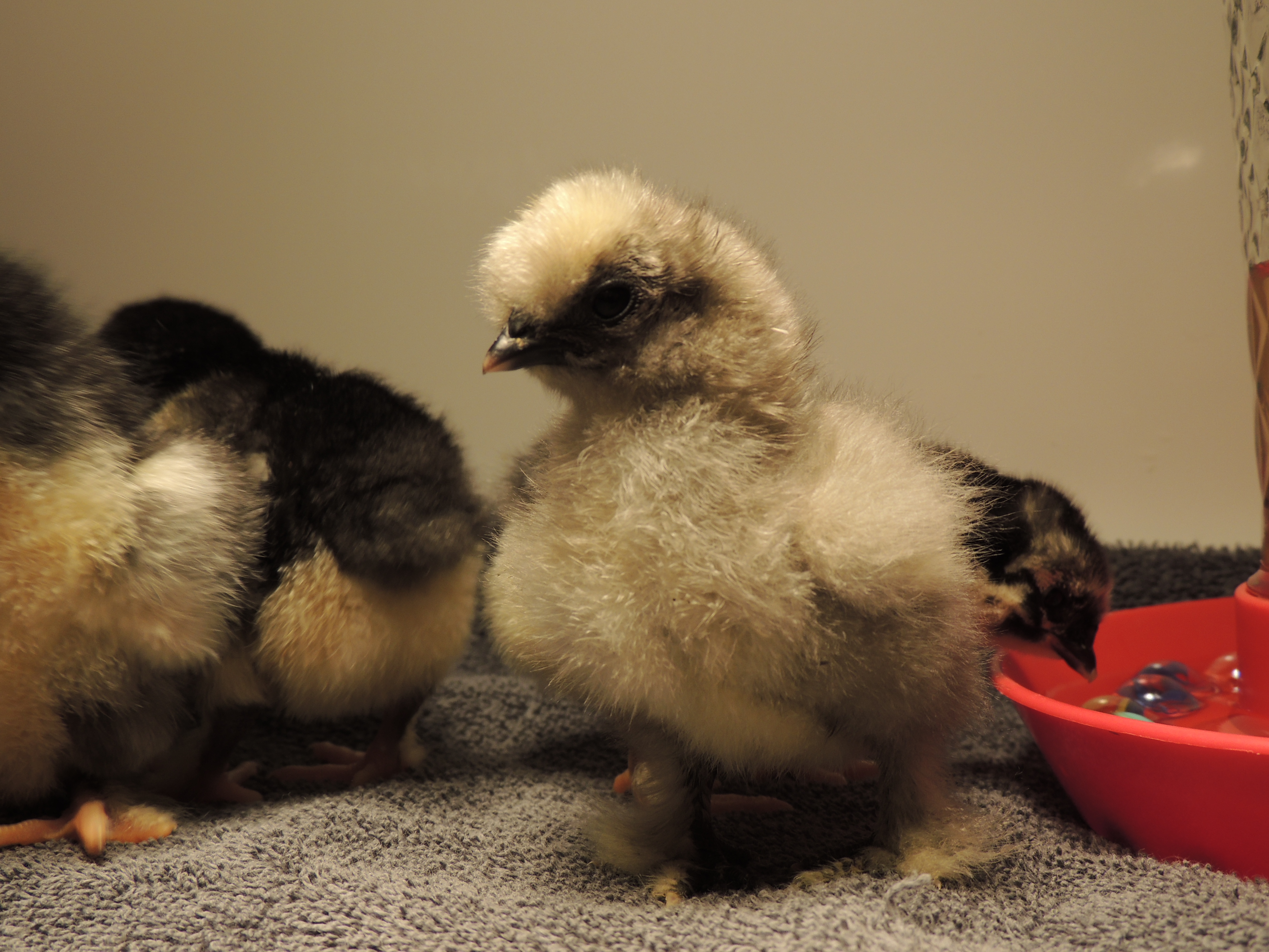 BCM/Sizzle mix  4/5/13