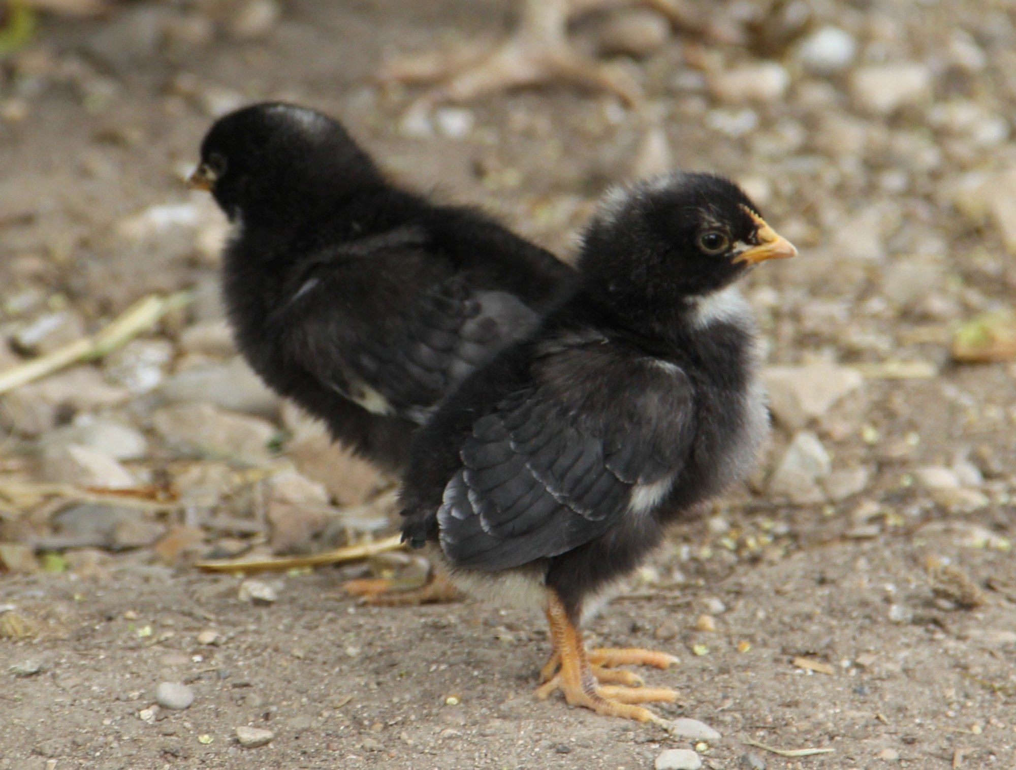 BCM x Barred Rock