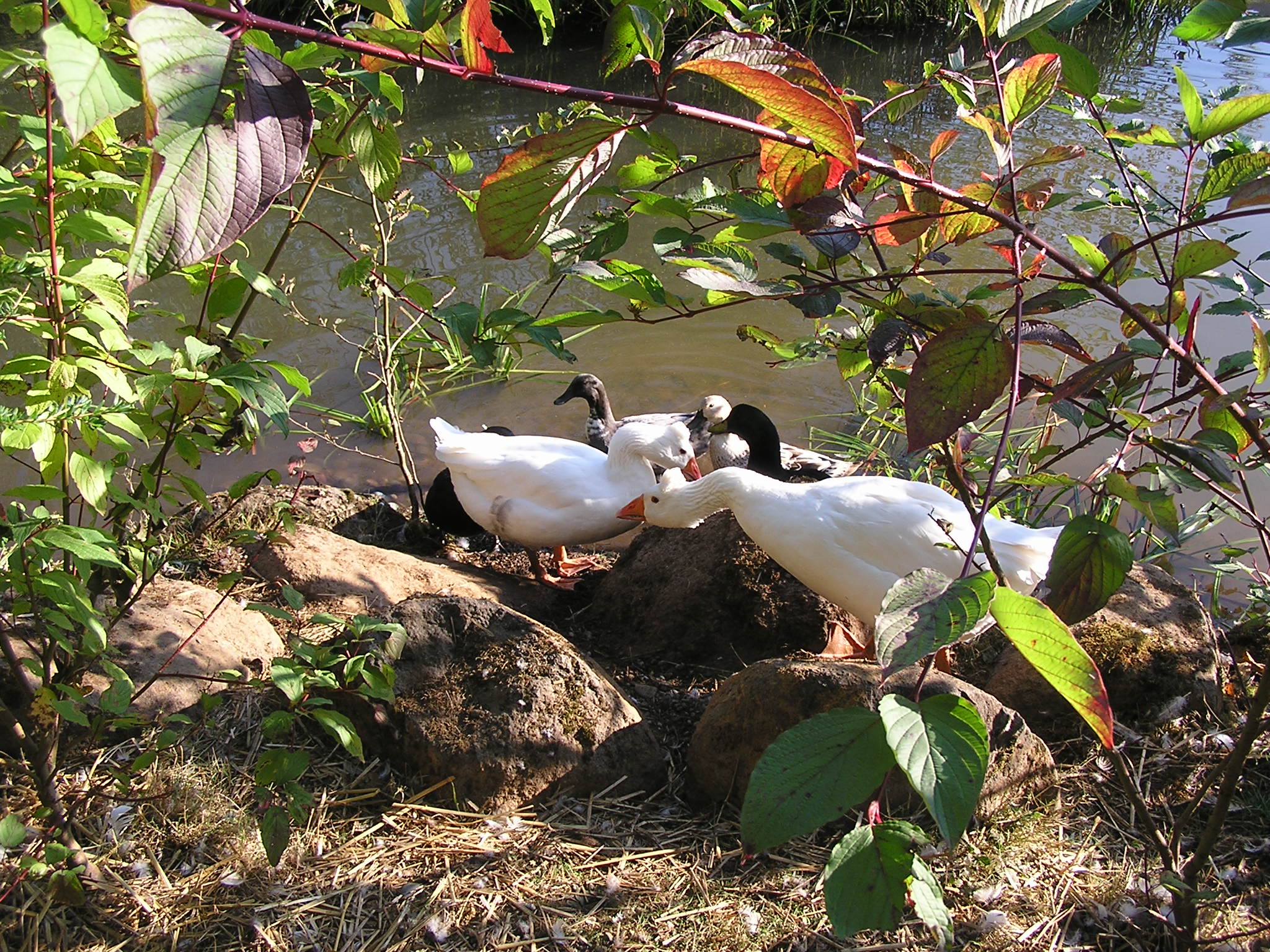 Beach area where they learned to love the pond!
