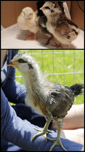 Beaker the Easter Egger at 2 days and 5 weeks old