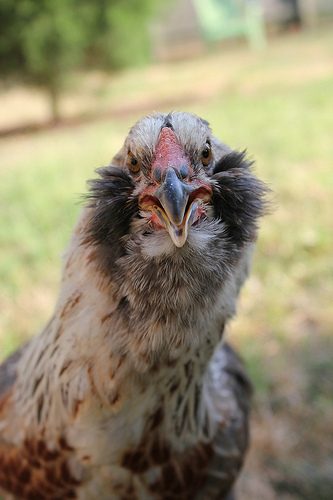 Beaker the Easter Egger says hello