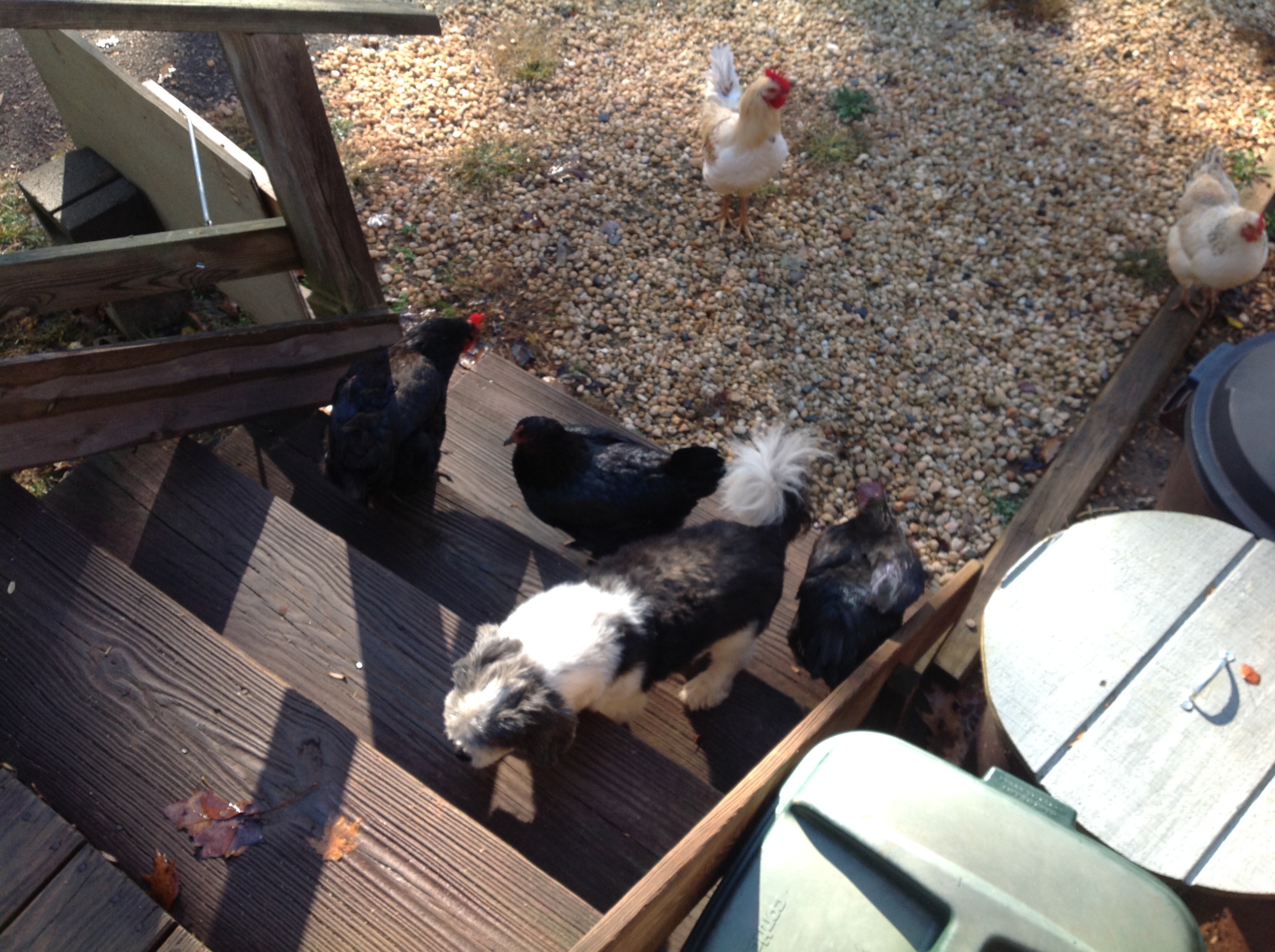 bear is blind and he just hangs out with the chickens