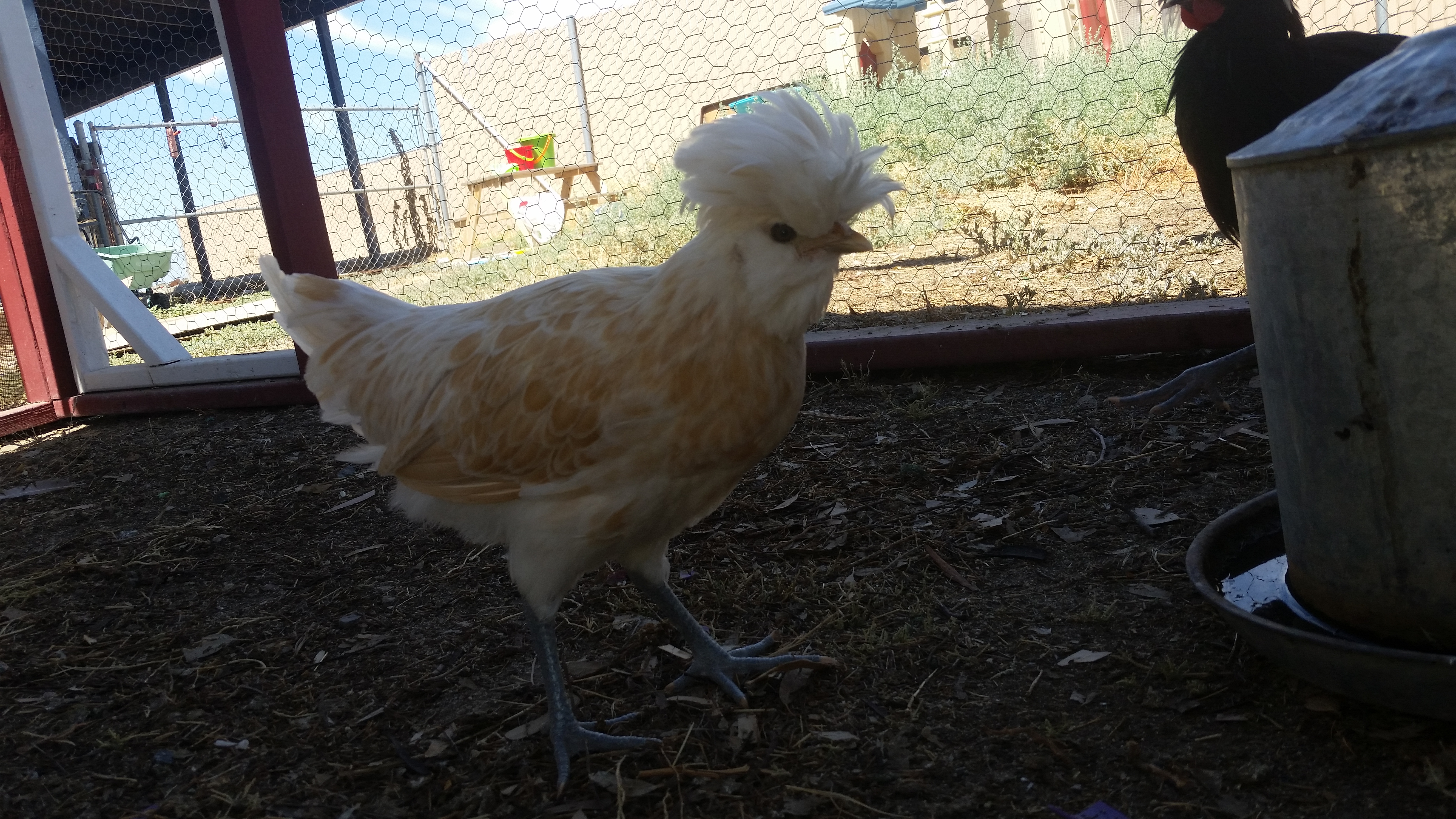 Bearded Buff Polish bantam hen