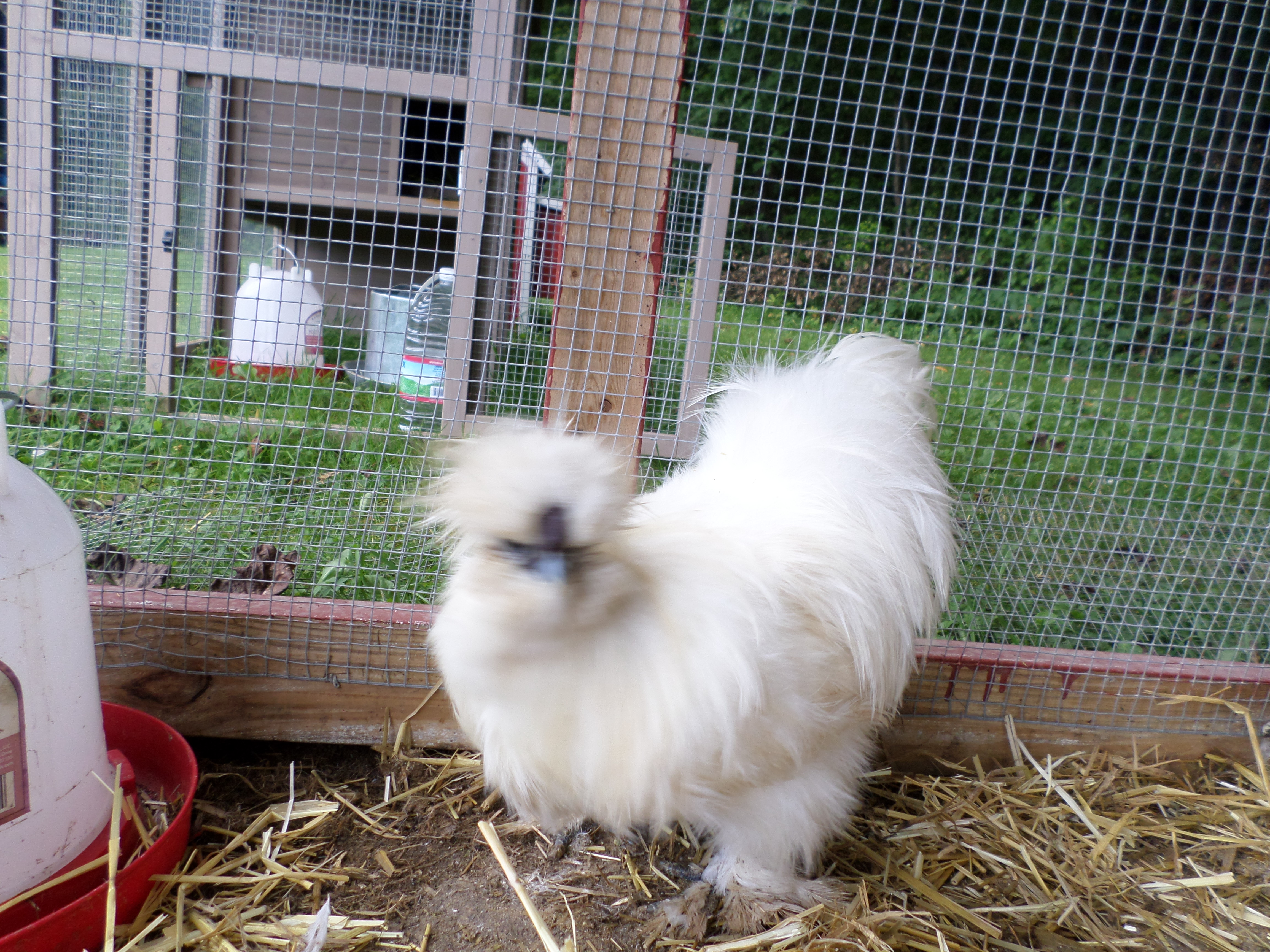 Bearded? Silkie rooster