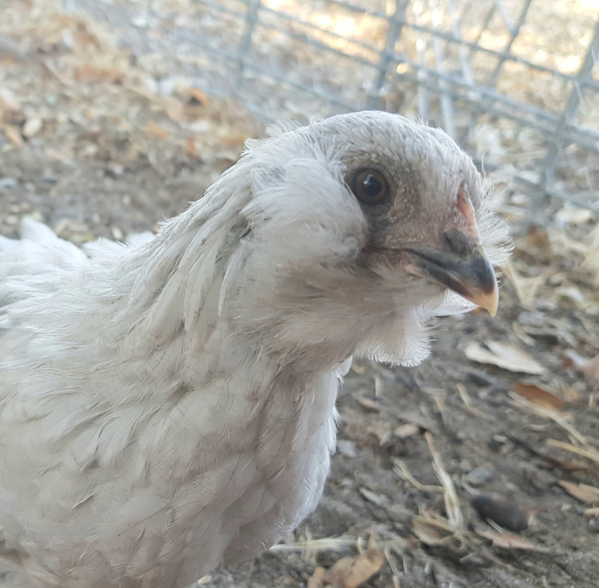 BeardedBantam.jpg