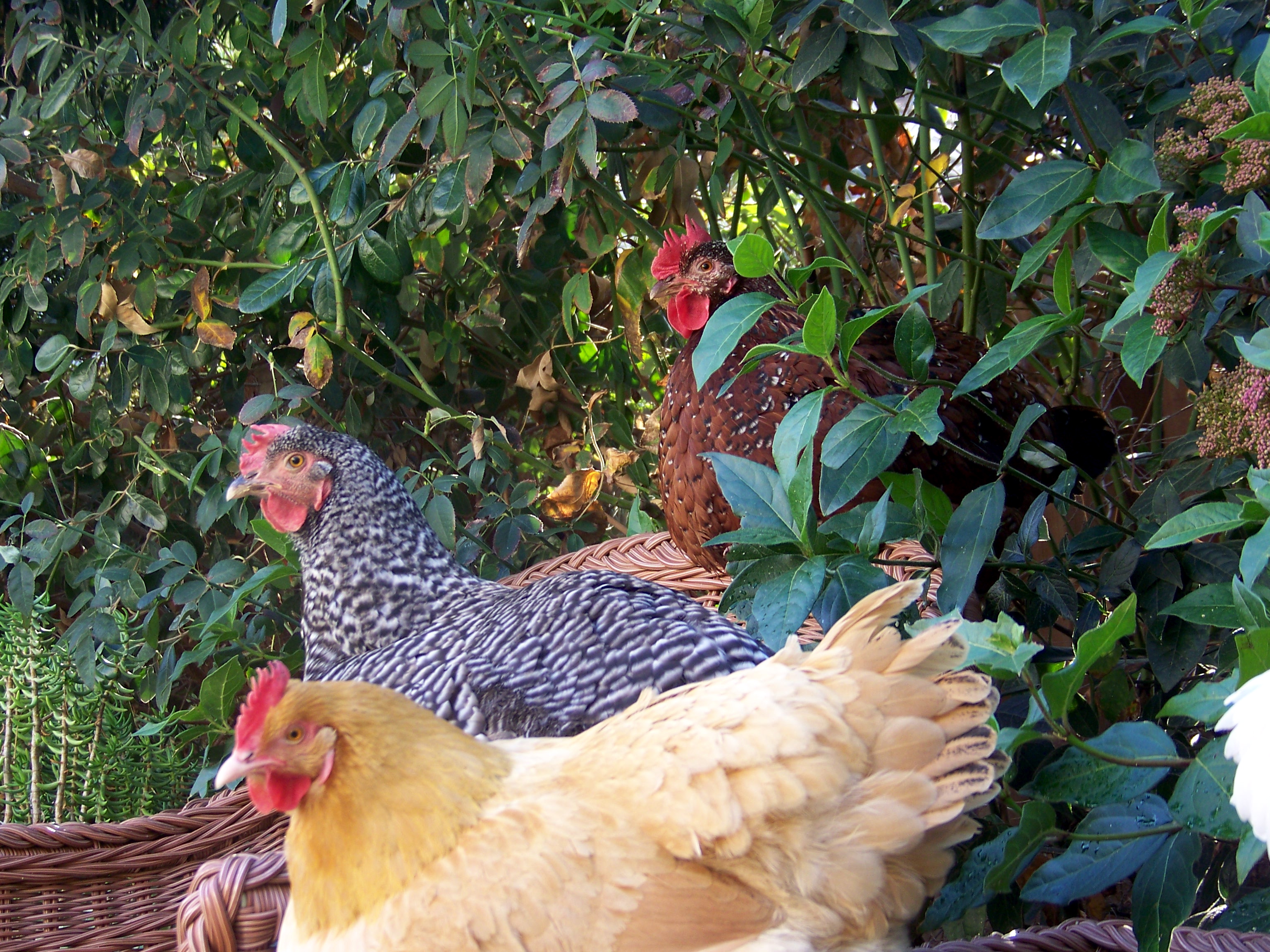 Beatrice, Betty, Penny.