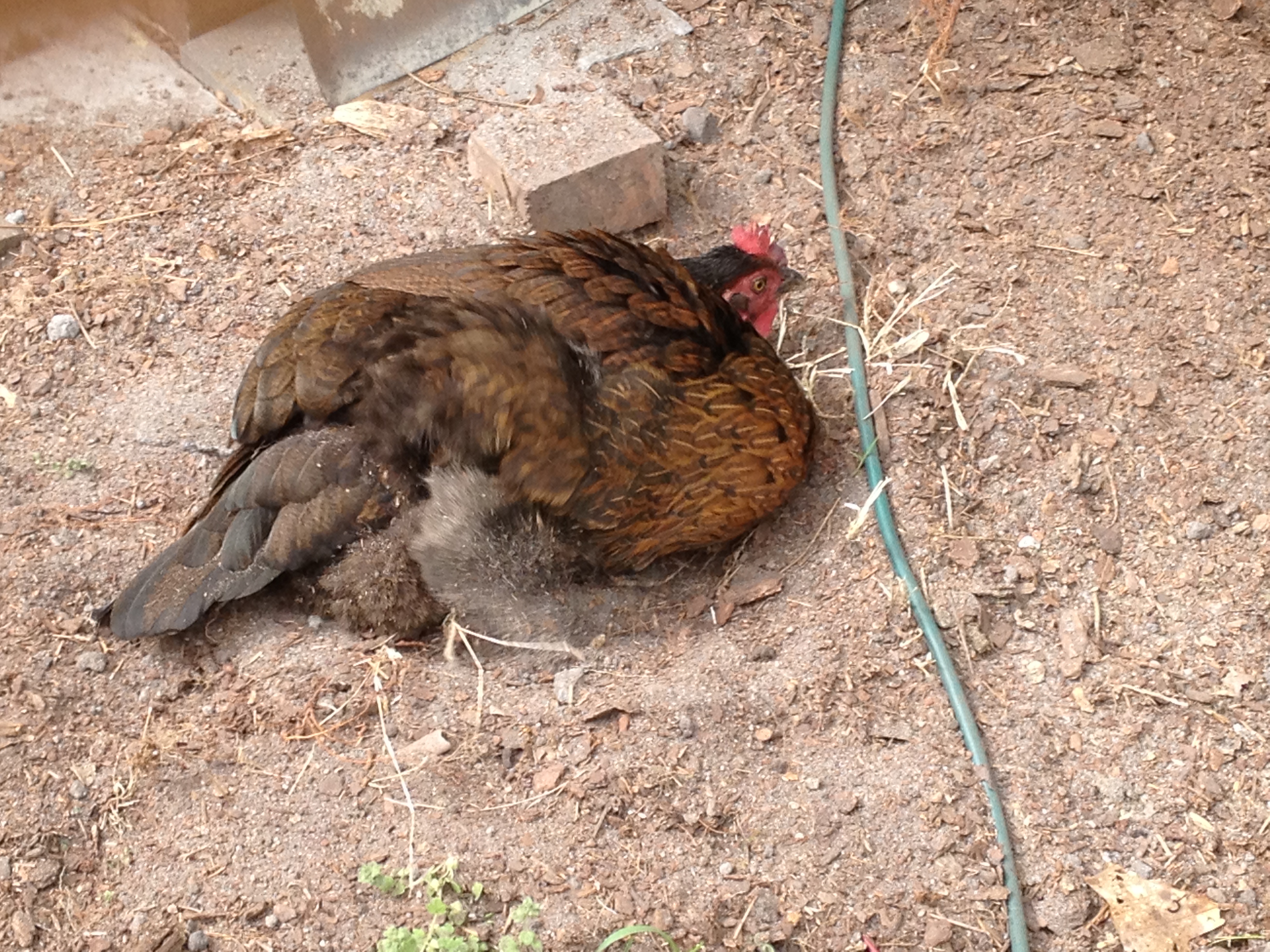 Beatrice taking a dirt bath