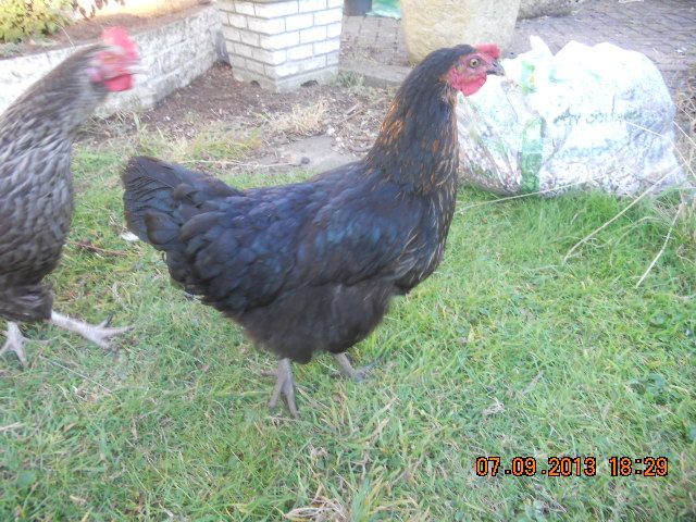 Beatrix my Black rock.  Wonderful and funny and naughty and into everything. We go dig worms together and hunt bugs.