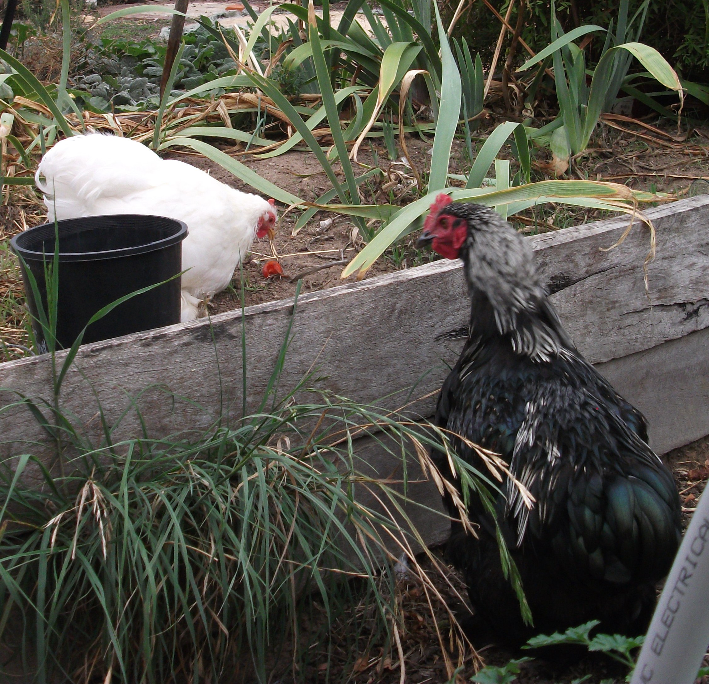 Beau and Chilli and the tomato (and various weeds)