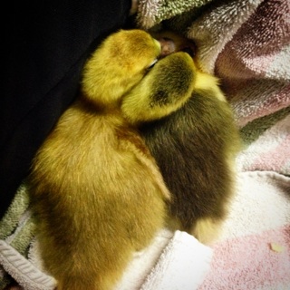 Beau and Larry cuddling with me