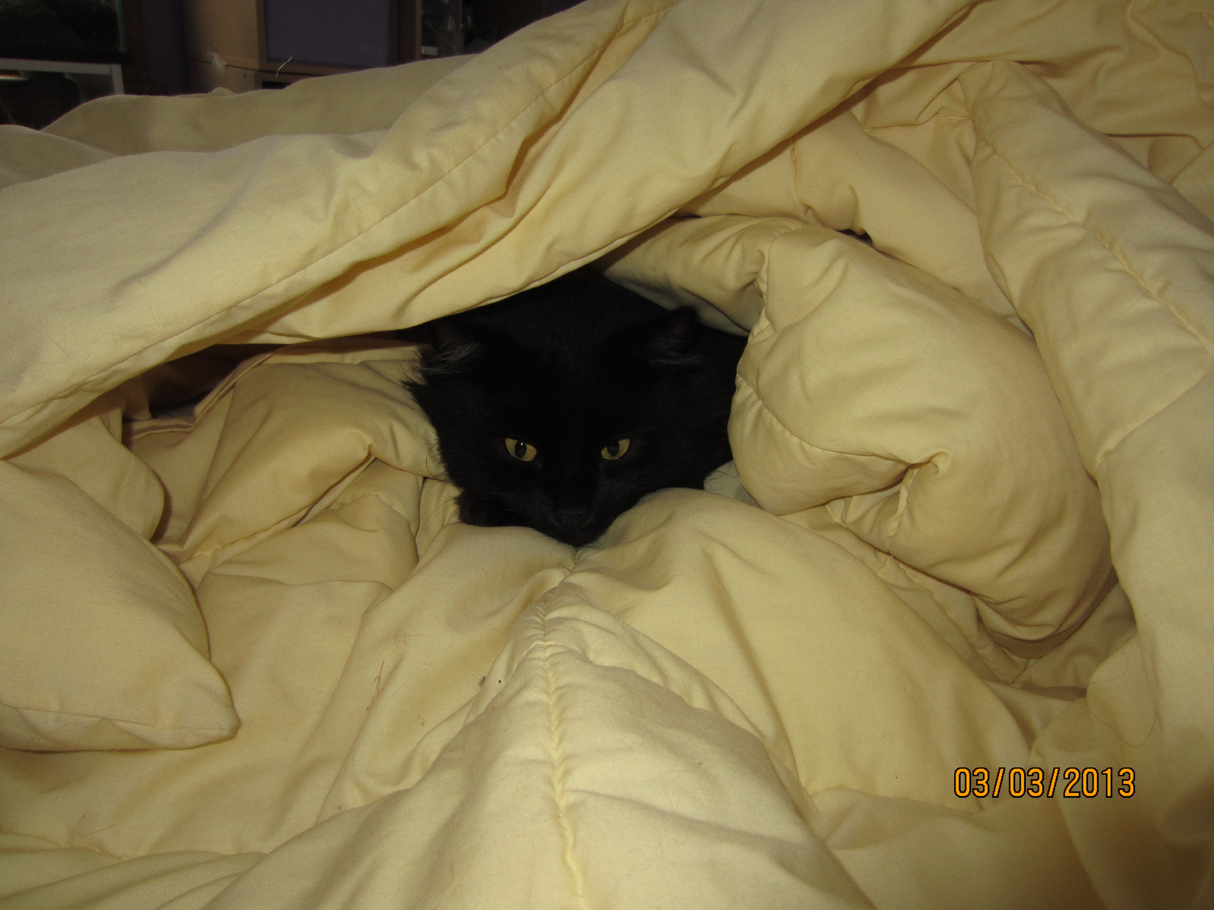 beau in blankets