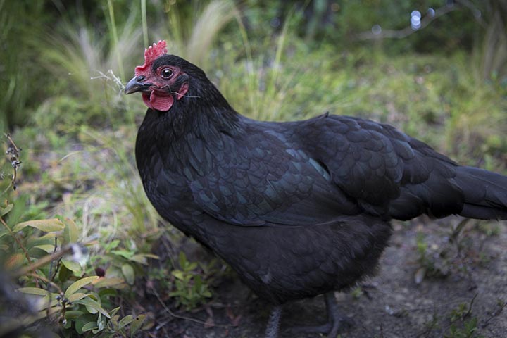 Beau