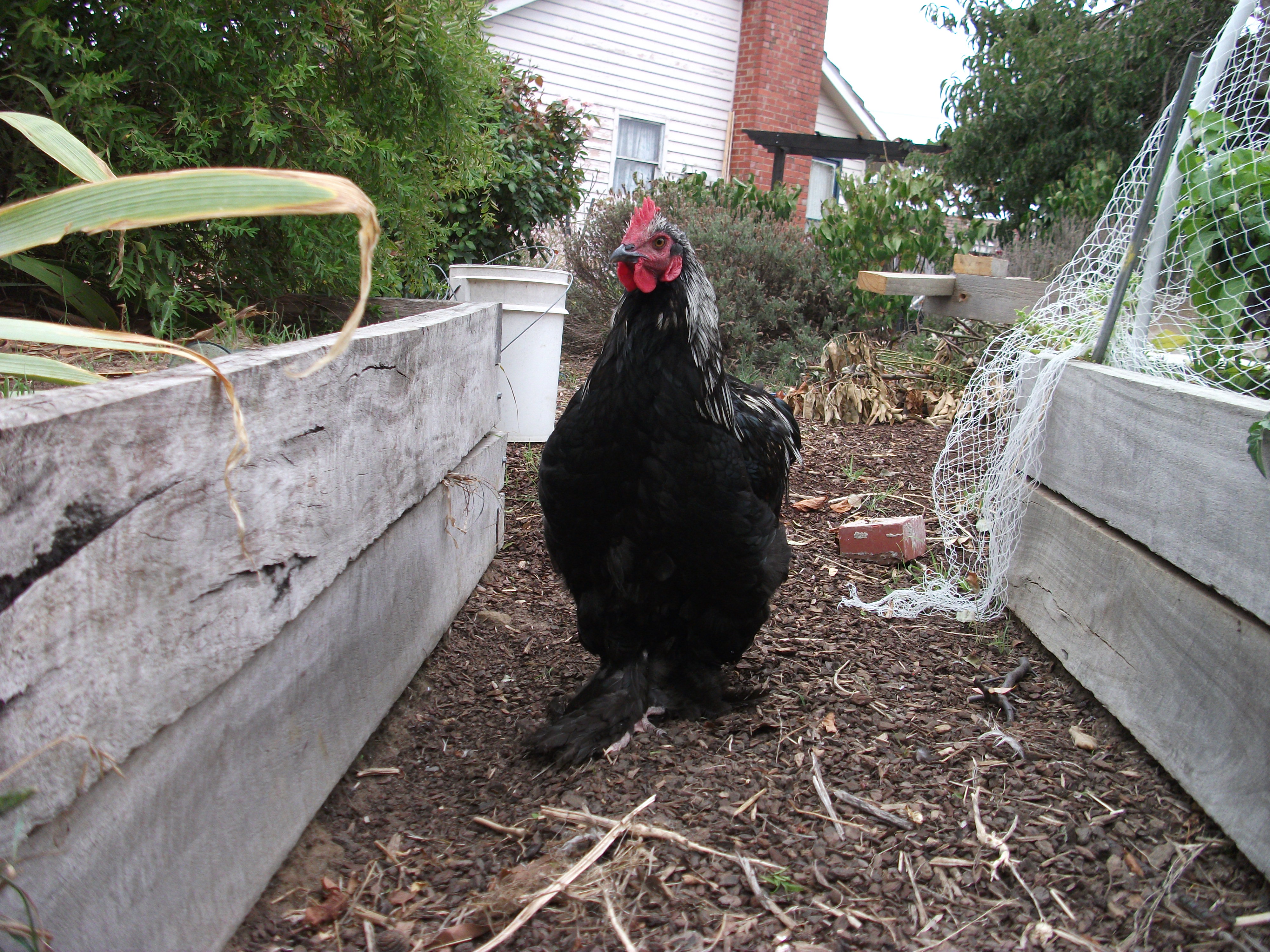 BeauG, my sweety-boy, also called Bojangles, or bubby