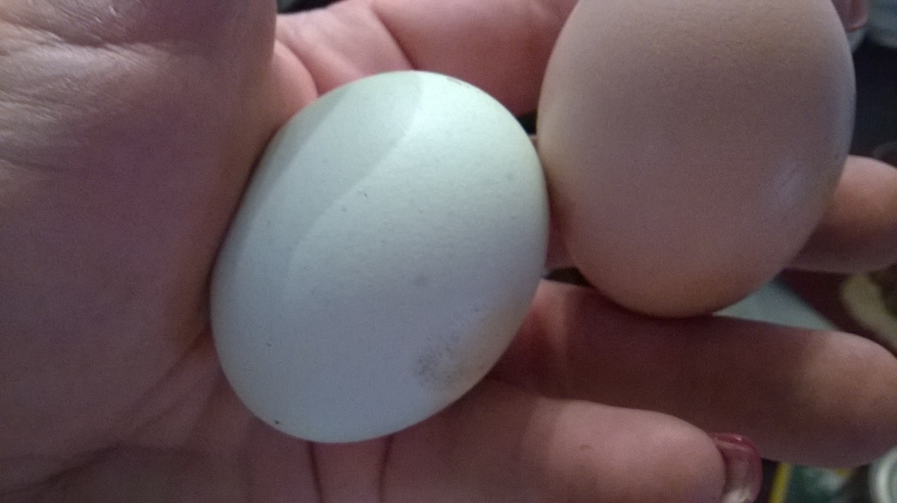Beautiful big eggs