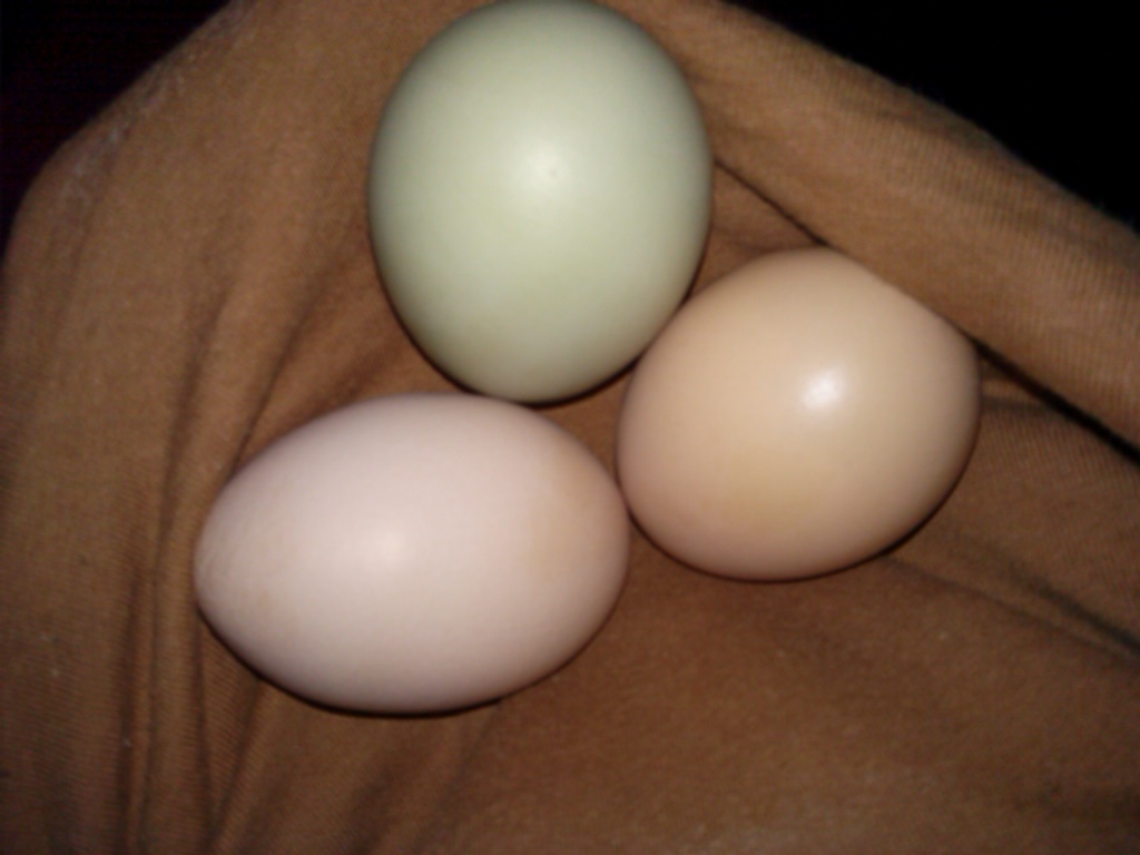 Beautiful eggs!!