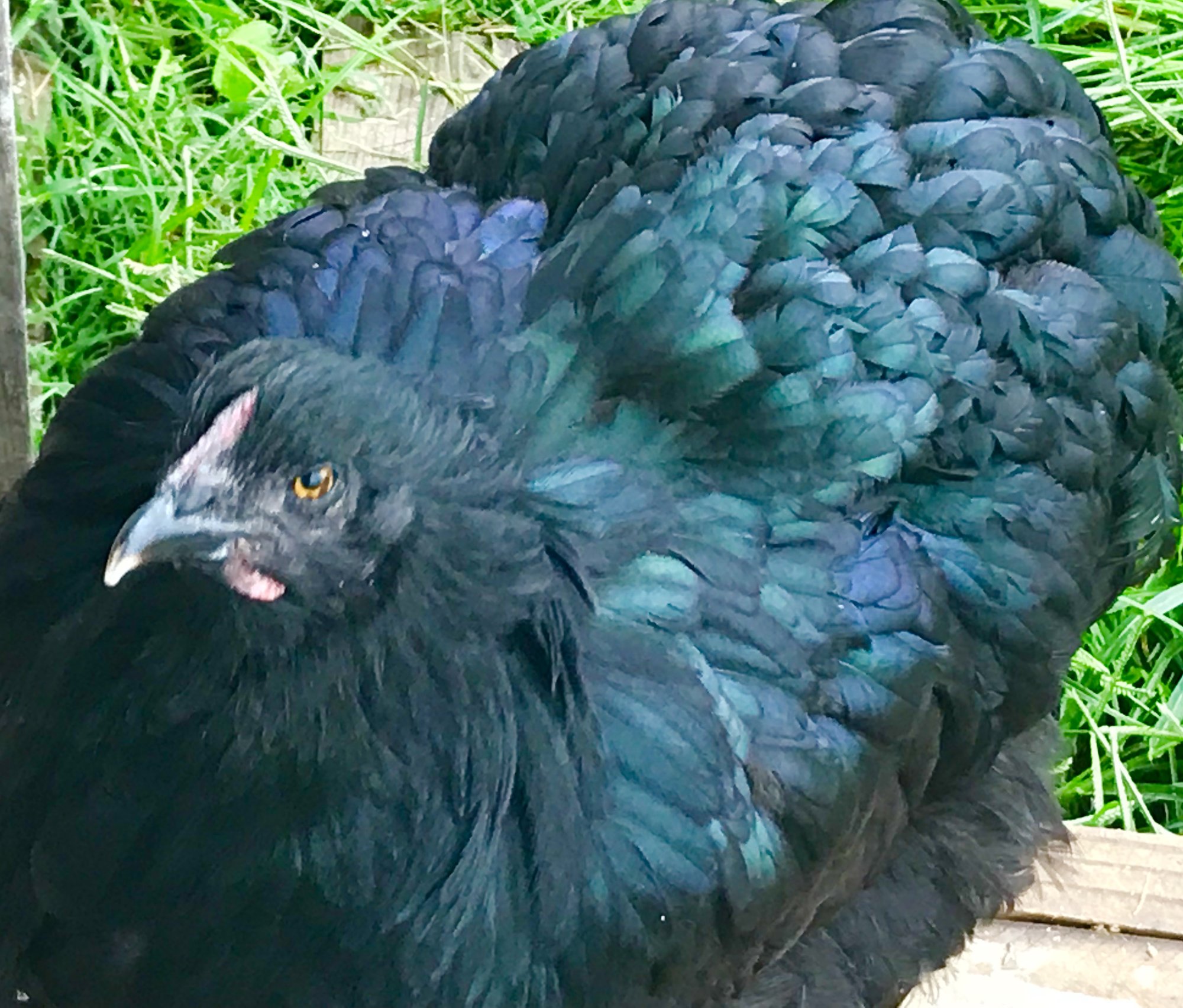 Beautiful Feathers!