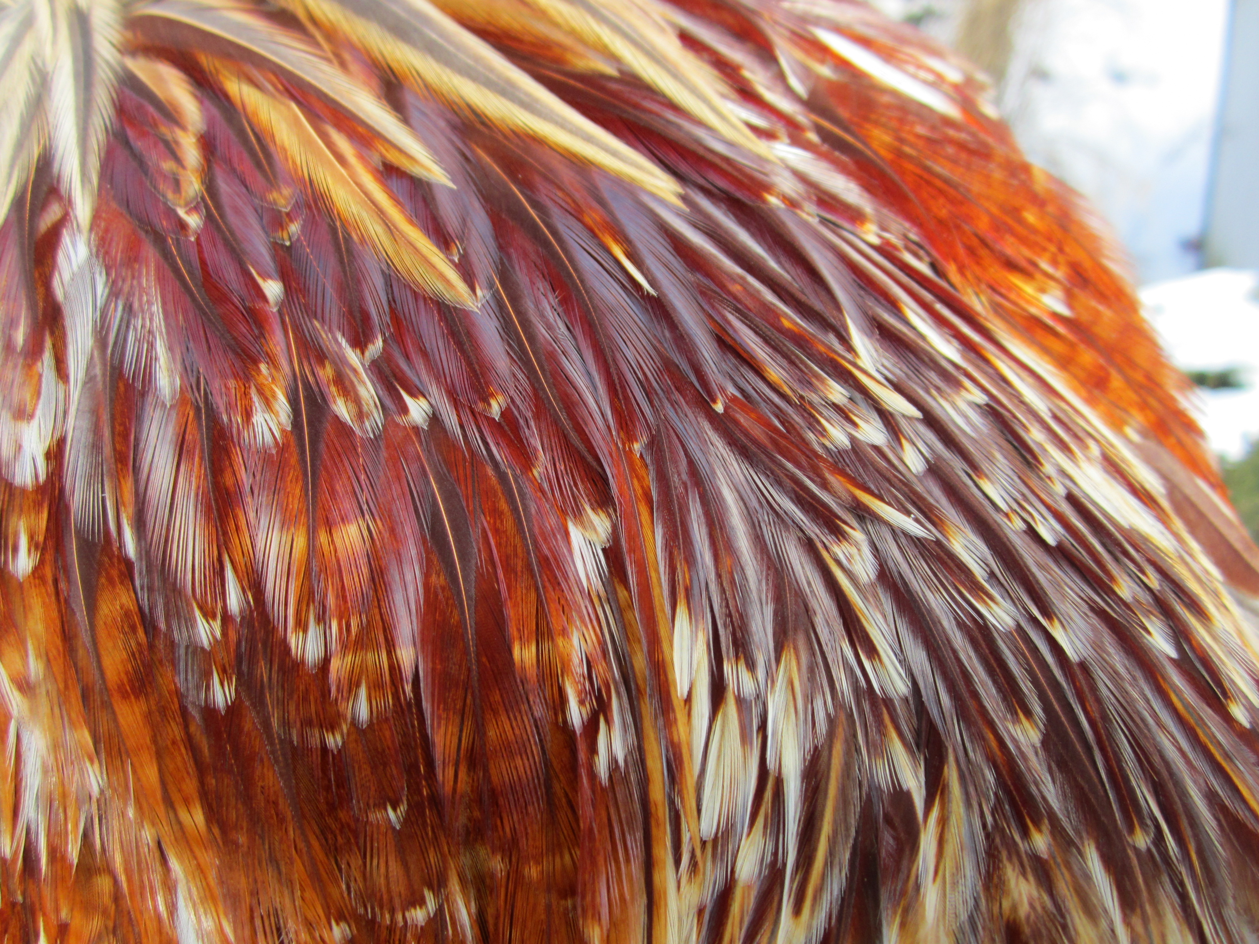 Beautiful Genetic Spade Hackles - Fly Tyers use these for Tails and Wings on insect patterns. -  10.5 month old bird.